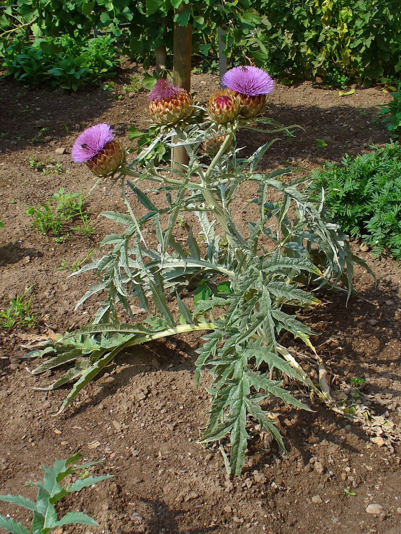 Cardoon (Cynara cardunculus) — this plant can tolerate short periods of cold down to 15&deg;F (-9.4&deg;C); thistle-like purple flowers atop stems, image 84