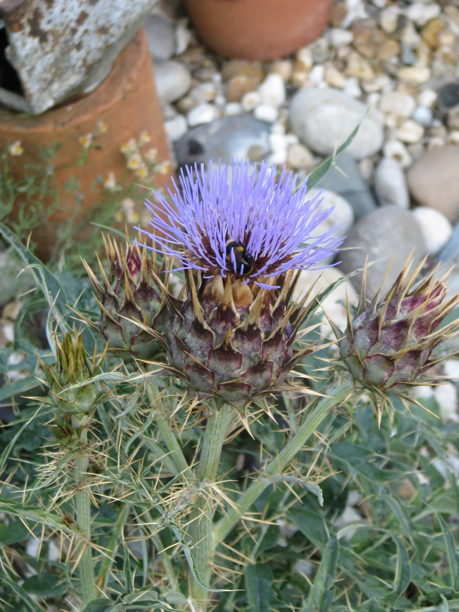 Cardoon (Cynara cardunculus) — Regular maintenance includes cutting back spent flower heads to encourage a tidy appearance; purple flowers in the, image 63