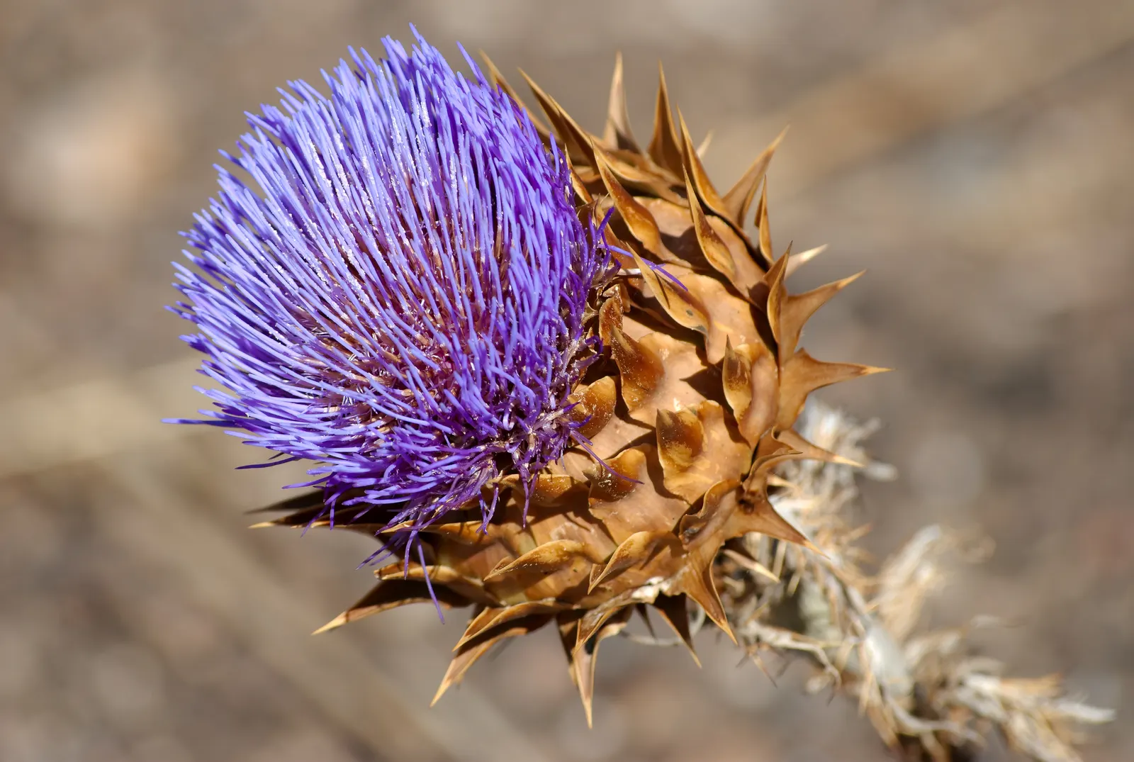 Cardoon (Cynara cardunculus) — Use as a focal point or architectural backdrop in Mediterranean or water-wise gardens