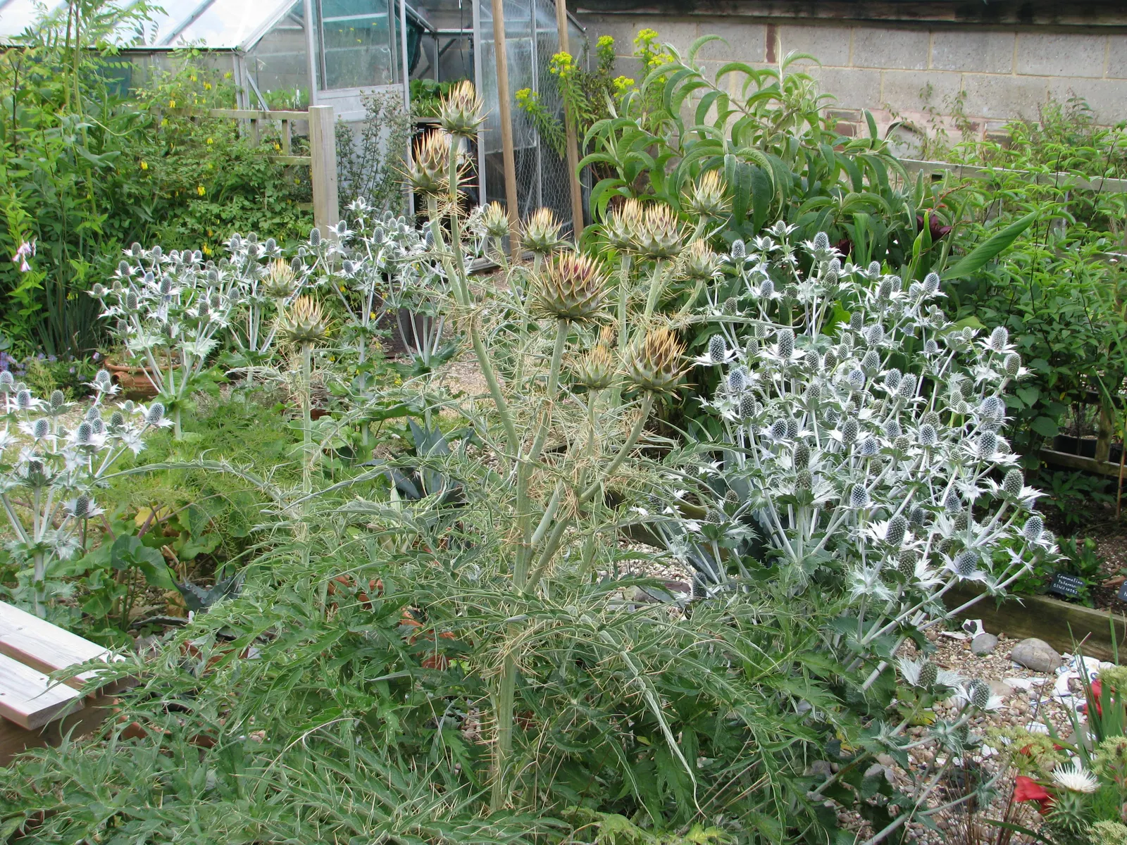 Cardoon (Cynara cardunculus) — Admirers should be cautious as the stems are armed with small spines; offering an eye-catching display, image 59