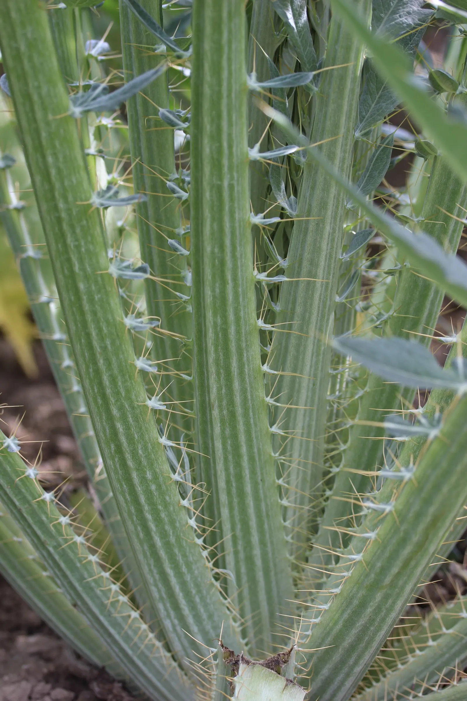 Cardoon (Cynara cardunculus) — Often confused with its cousin; the Cardoon stands out with its striking, image 52