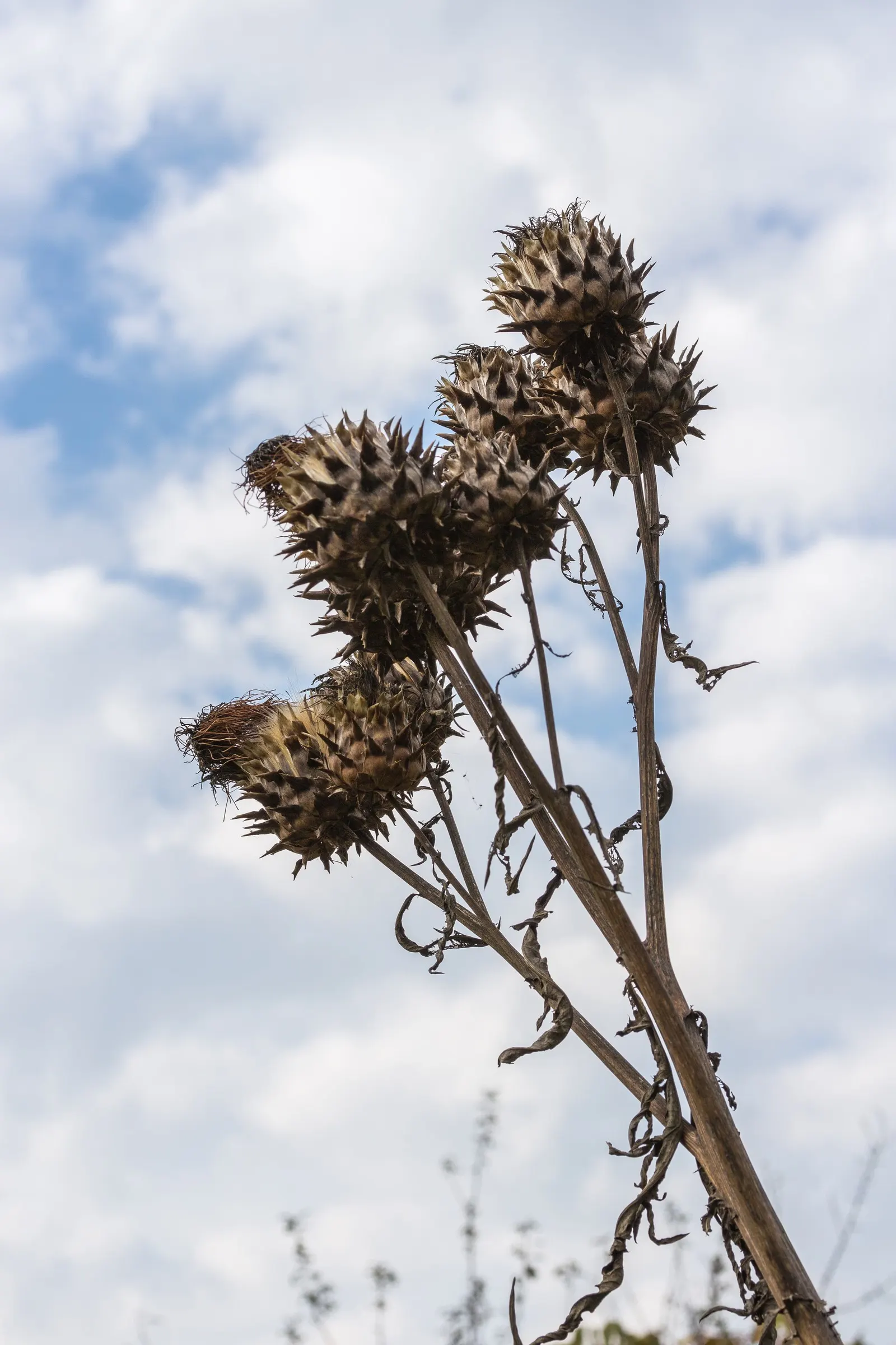 Cardoon (Cynara cardunculus) — the Cardoon stands out with its striking; for optimal growth, the Cardoon prefers full sun exposure and thrives in well-drained