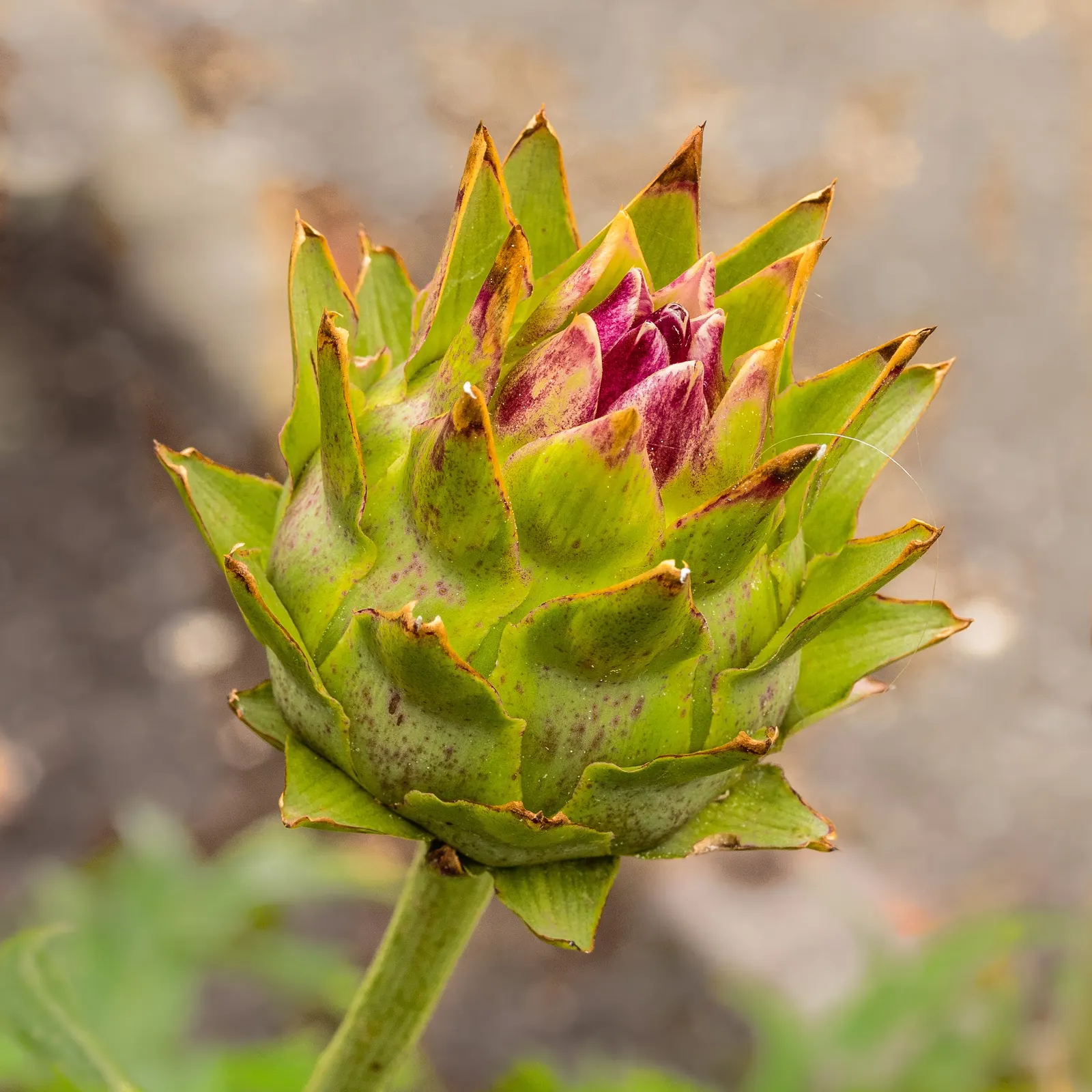 Cardoon (Cynara cardunculus) — purple flowers in the garden; use as a focal point or architectural backdrop in Mediterranean or water-wise gardens, image 86
