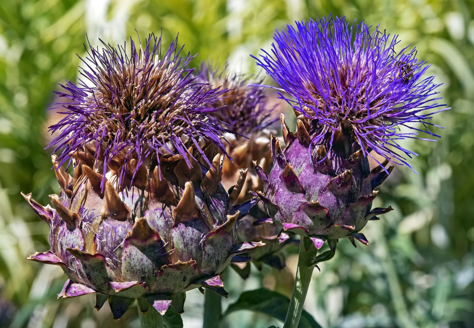 Cardoon (Cynara cardunculus) — For optimal growth, the Cardoon prefers full sun exposure and thrives in well-drained soils; perennial / vegetable, image 82
