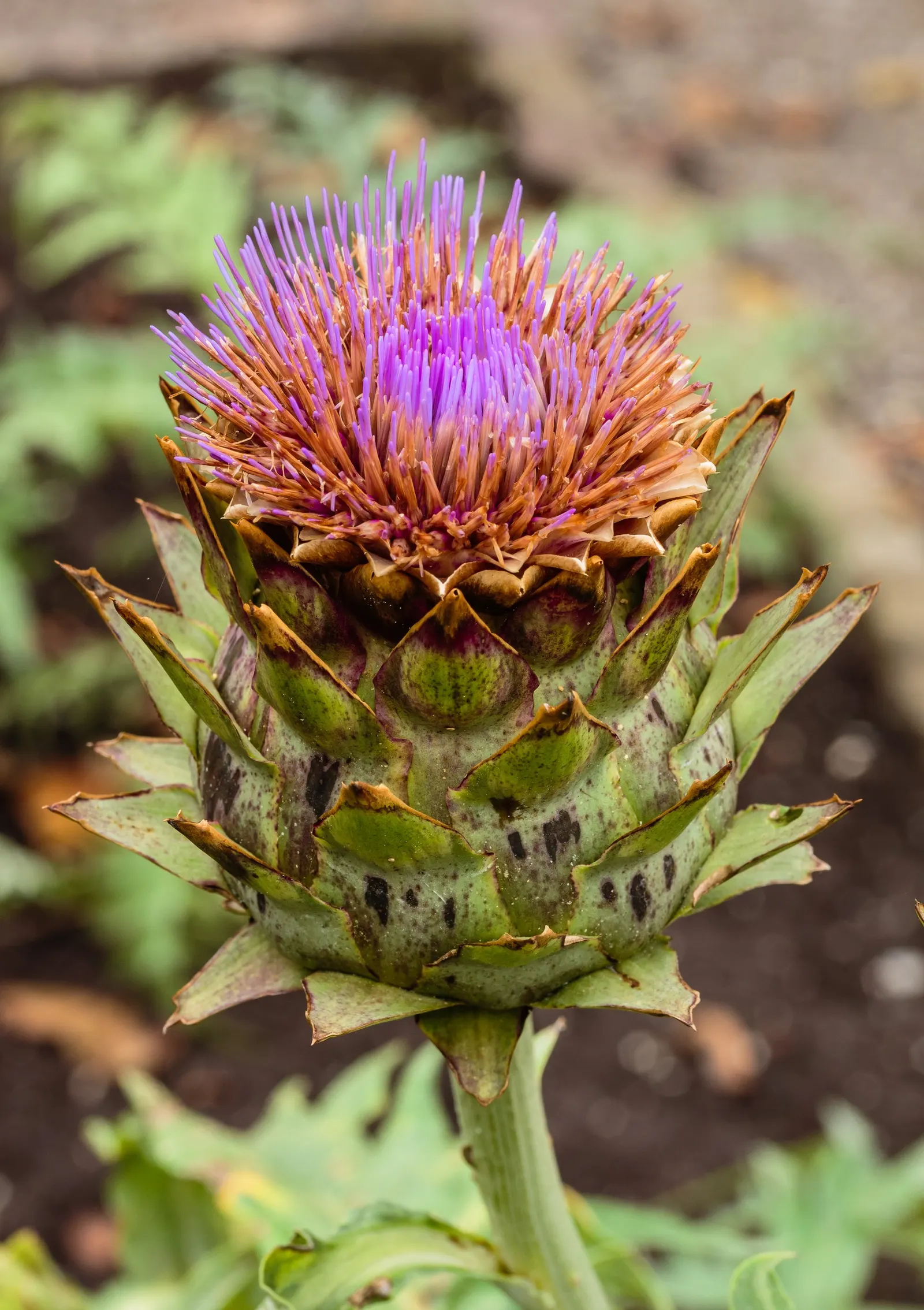 Cardoon (Cynara cardunculus) — the Cardoon produces captivating; admirers should be cautious as the stems are armed with small spines, image 78