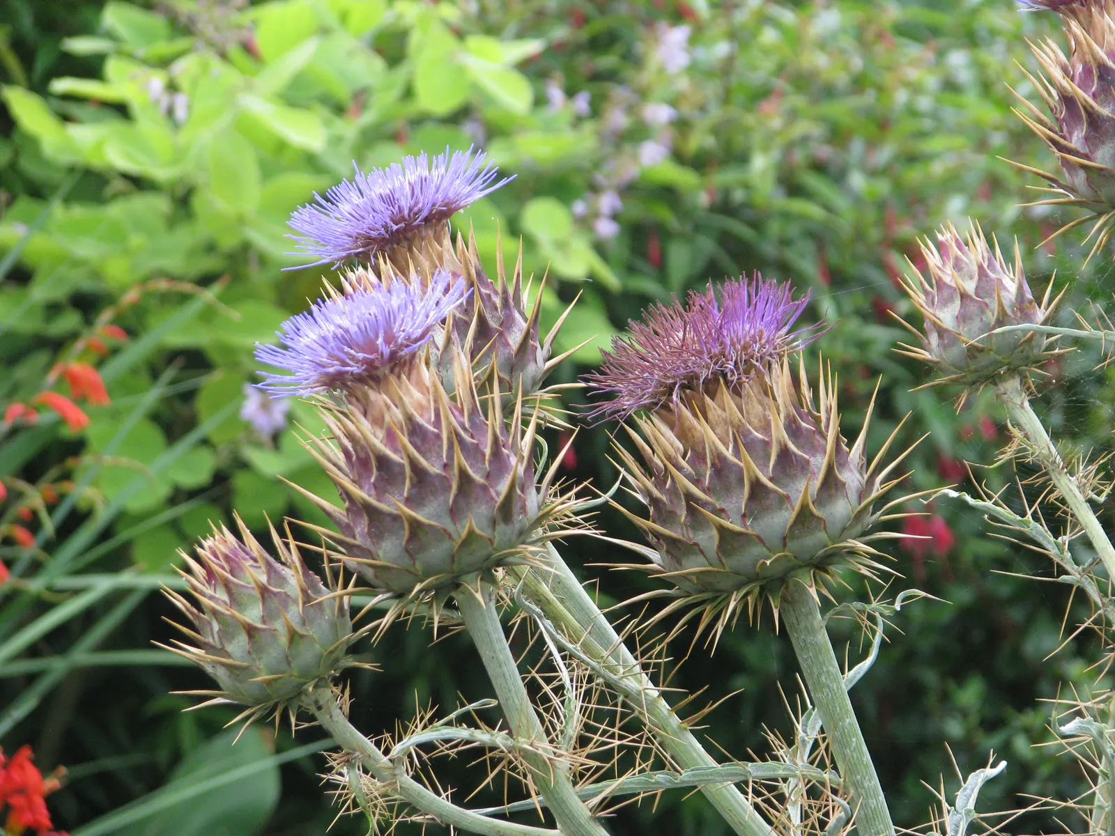 Cardoon (Cynara cardunculus) — the Cardoon produces captivating; admirers should be cautious as the stems are armed with small spines, image 56