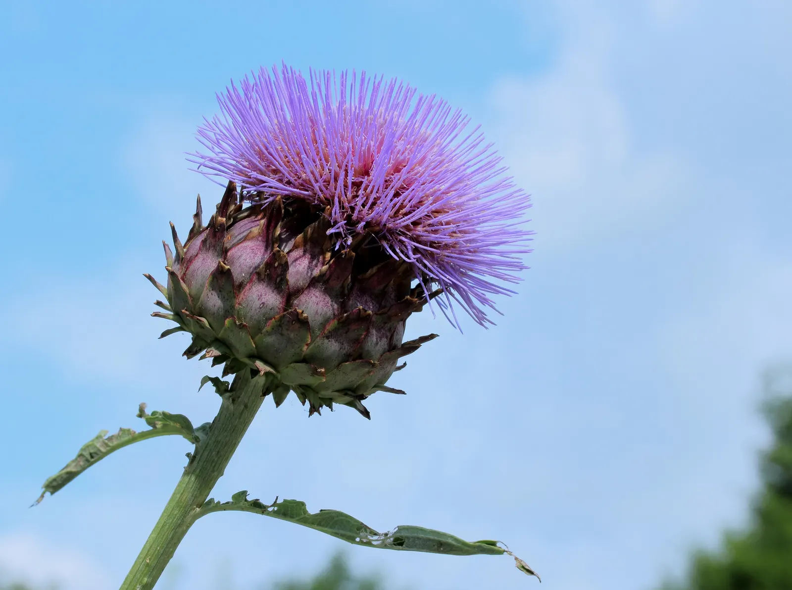 Cardoon (Cynara cardunculus) — the Cardoon stands out with its striking; for optimal growth, the Cardoon prefers full sun exposure and thrives in, image 75