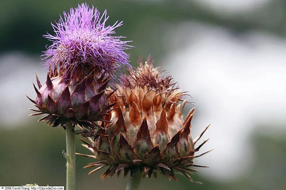 Cardoon (Cynara cardunculus) — perennial / vegetable with purple blooms; the Cardoon produces captivating