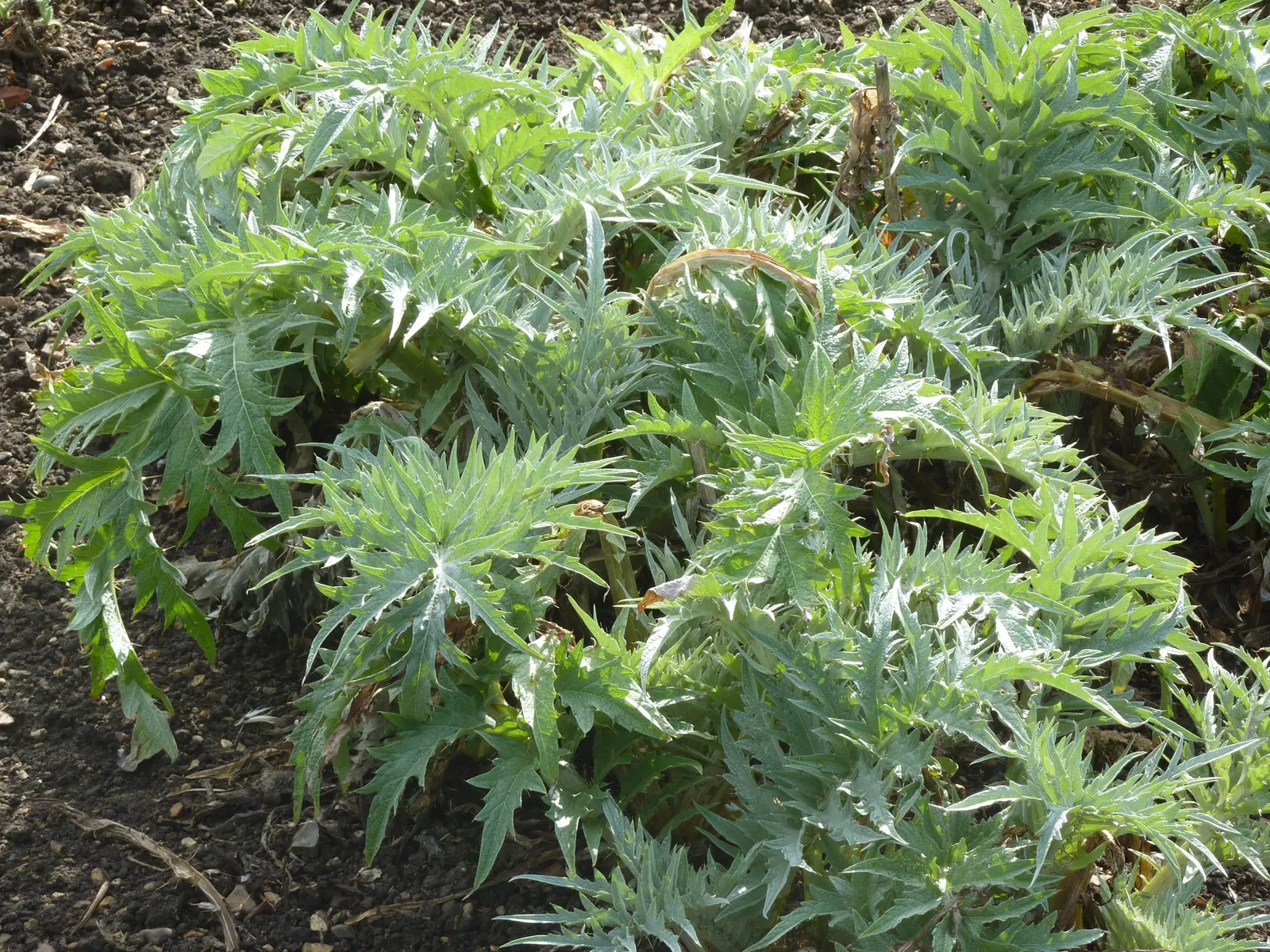 Cardoon (Cynara cardunculus) — For optimal growth, the Cardoon prefers full sun exposure and thrives in well-drained soils