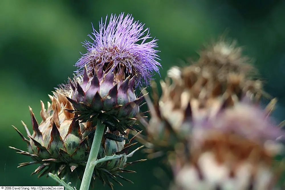 Cardoon (Cynara cardunculus) — thistle-like purple flowers atop stems that may soar as high as 6 to 8 feet; perennial / vegetable for full