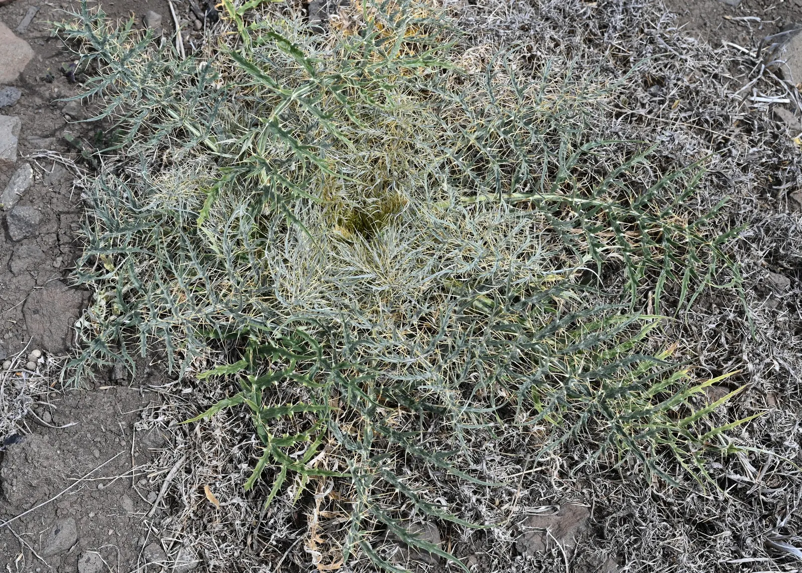 Cardoon (Cynara cardunculus) — perennial / vegetable with purple blooms
