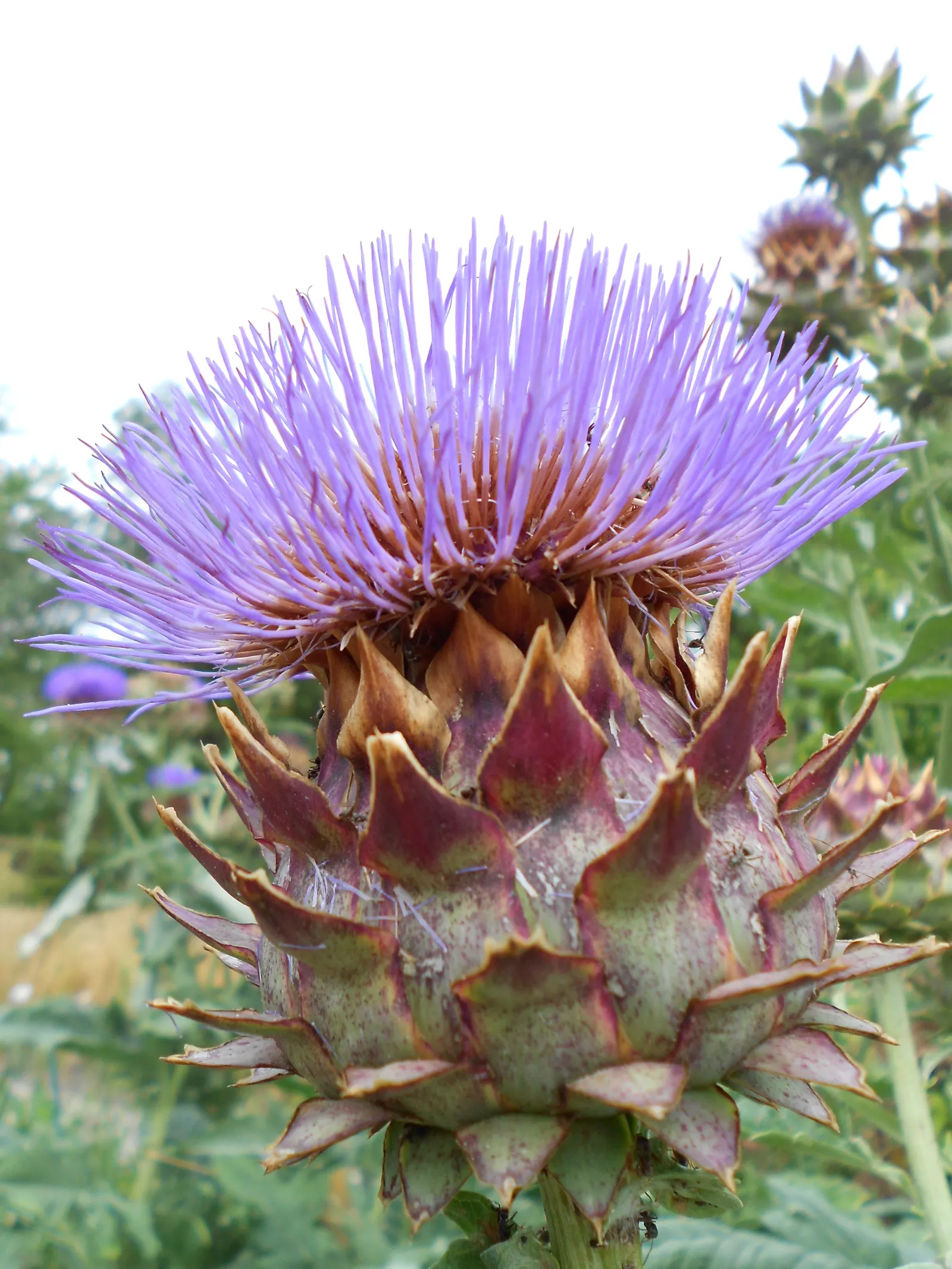 Cardoon (Cynara cardunculus) — Preferring full sun and well-drained soil, it's drought-tolerant once established; purple-flowered thistle heads, image 48