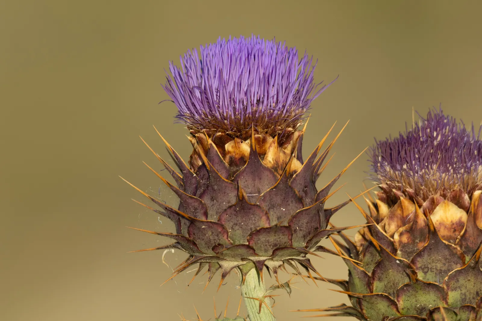 Cardoon (Cynara cardunculus) — Regular maintenance includes cutting back spent flower heads to encourage a tidy appearance; purple flowers in the, image 85