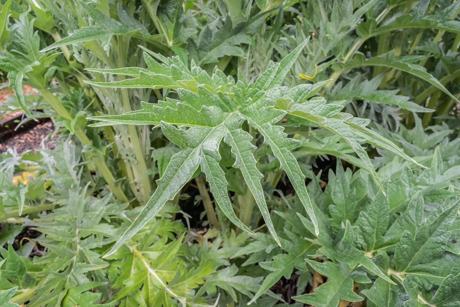 Cardoon (Cynara cardunculus) — reaching 3-6 feet high and 2-4 feet wide; preferring full sun and well-drained soil, it's drought-tolerant once, image 89