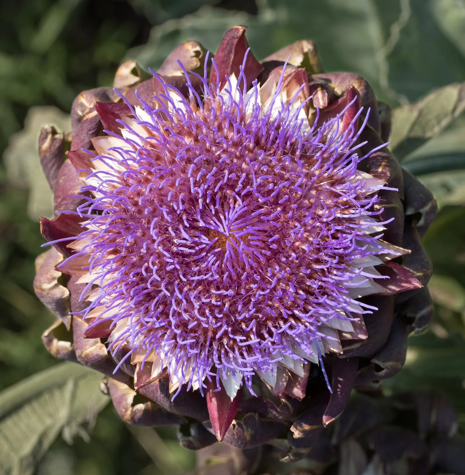 Cardoon (Cynara cardunculus) — This architectural specimen reaches a stately height of 3 to 6 feet and spans 2 to 4 feet wide