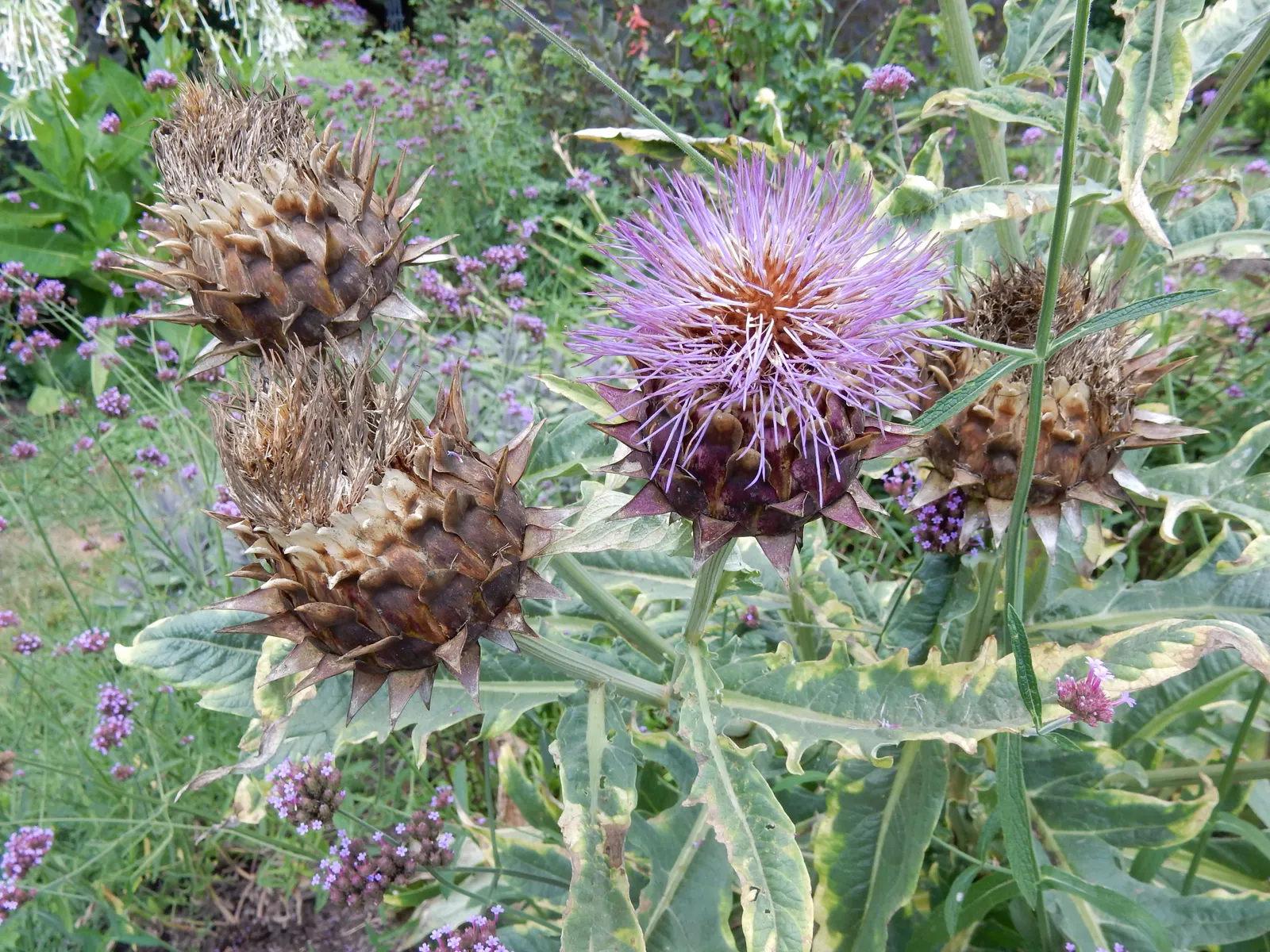 Cardoon (Cynara cardunculus) — scientifically referred to as Cynara cardunculus; hardy in USDA zones 7 to 9, image 72