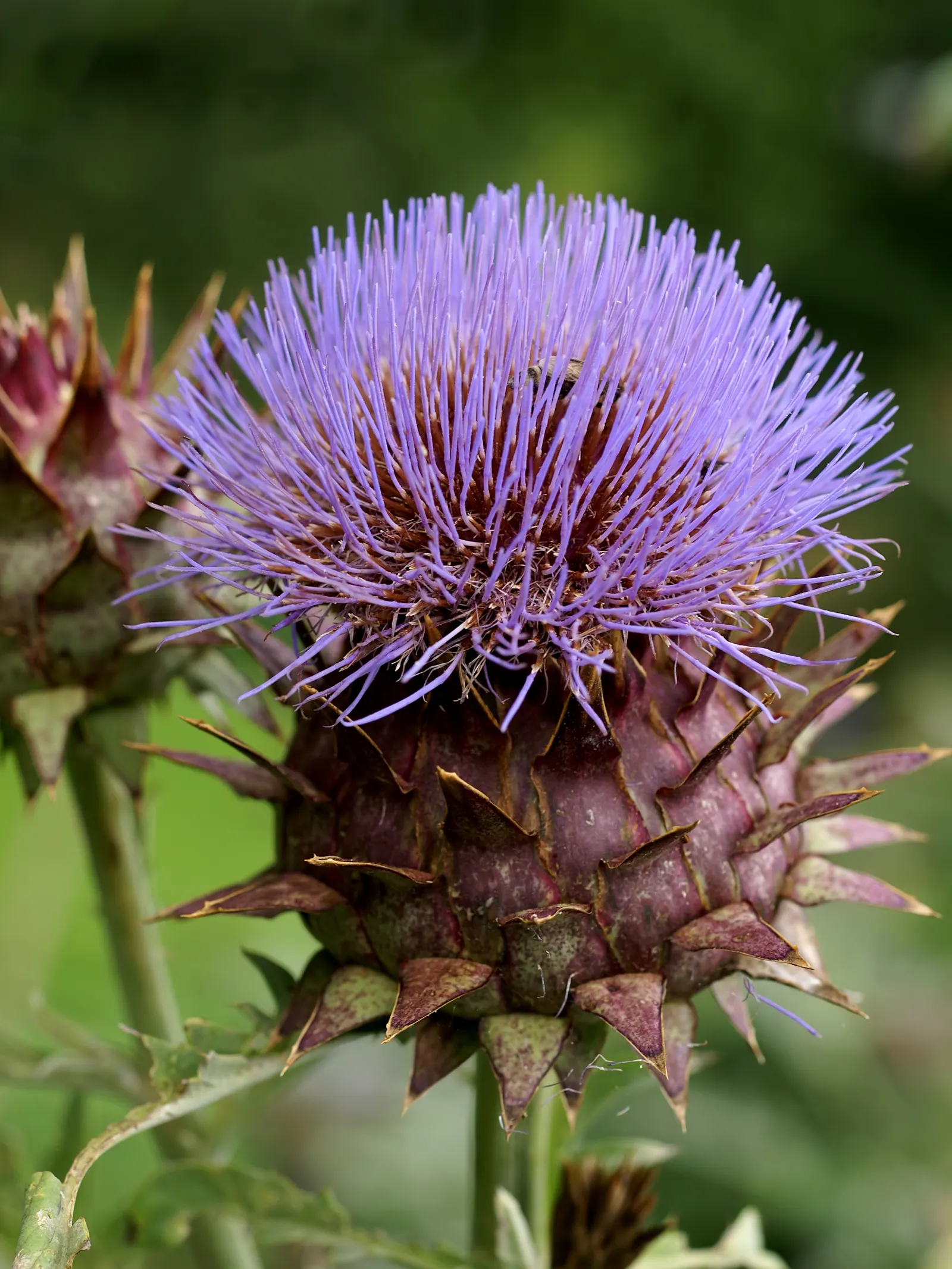Cardoon (Cynara cardunculus) — For optimal growth, the Cardoon prefers full sun exposure and thrives in well-drained soils; perennial / vegetable with purple