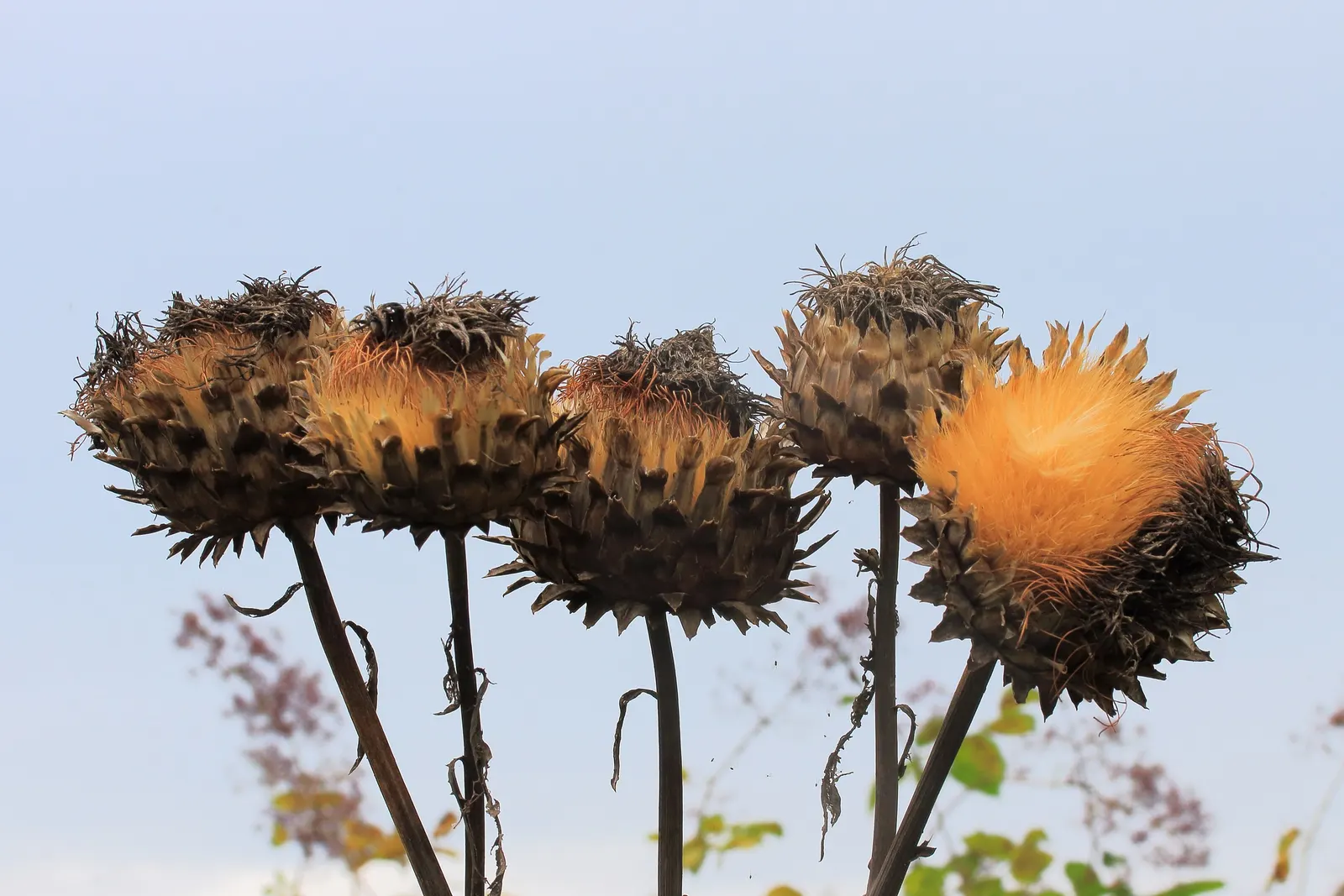 Cardoon (Cynara cardunculus) — deeply lobed leaves and bold; this architectural specimen reaches a stately height of 3 to 6 feet and spans 2 to 4, image 46