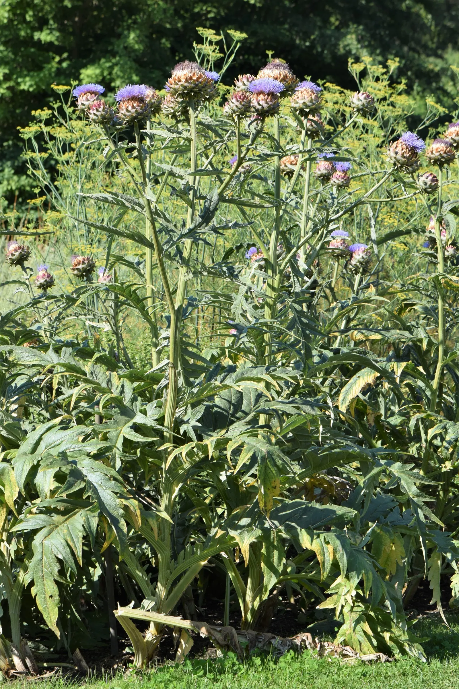 Cardoon (Cynara cardunculus) — Preferring full sun and well-drained soil, it's drought-tolerant once established; purple-flowered thistle heads, image 92