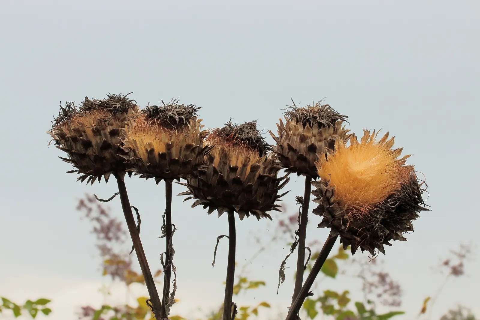 Cardoon (Cynara cardunculus) — Use as a focal point or architectural backdrop in Mediterranean or water-wise gardens; extending an impressive 20 to, image 71