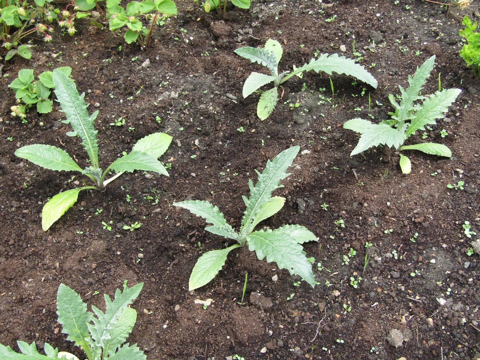 Cardoon (Cynara cardunculus) — Hardy in USDA zones 7 to 9; scientifically referred to as Cynara cardunculus