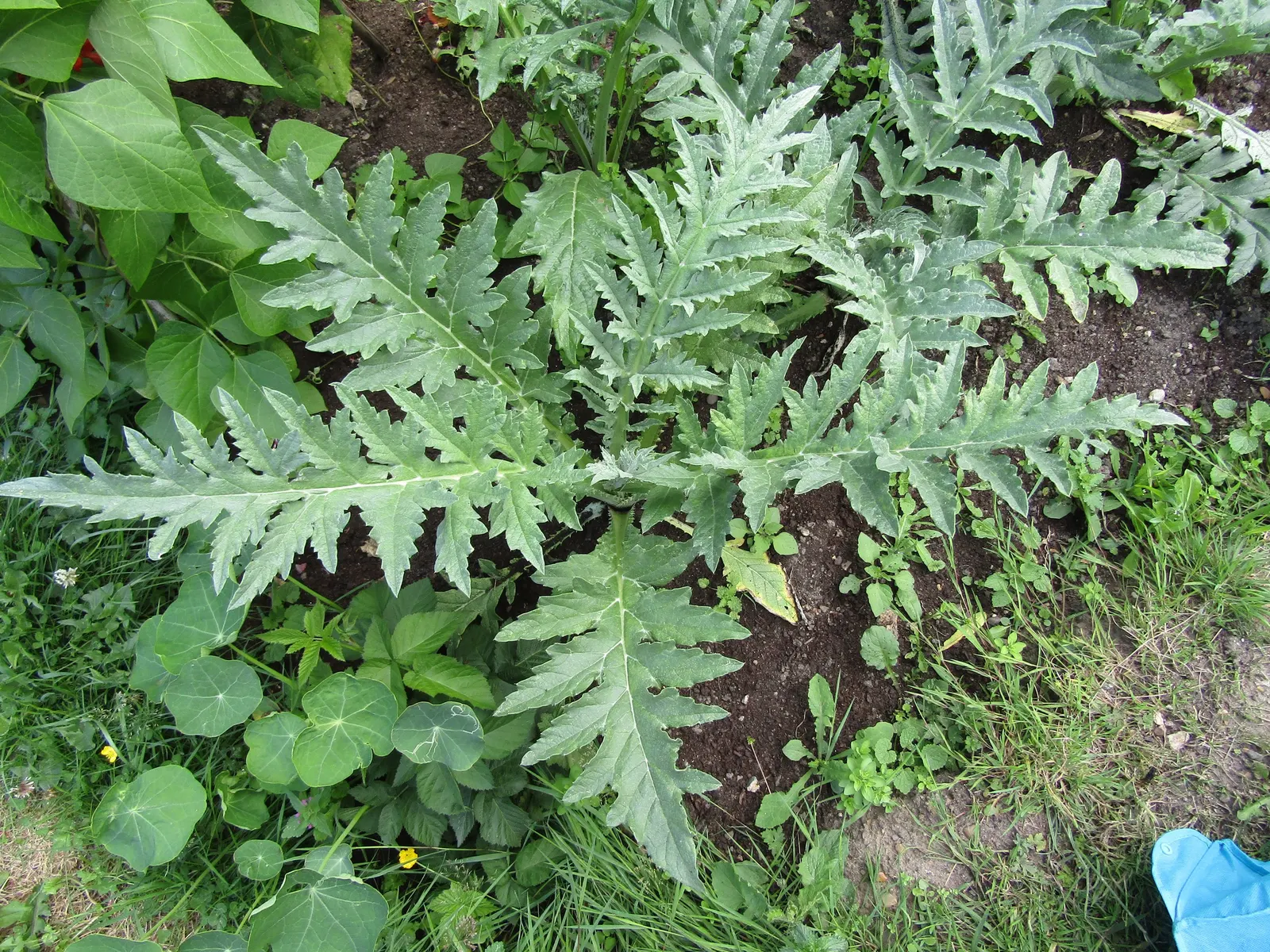 Cardoon (Cynara cardunculus) — purple-flowered thistle heads create a dramatic spectacle in late summer to fall