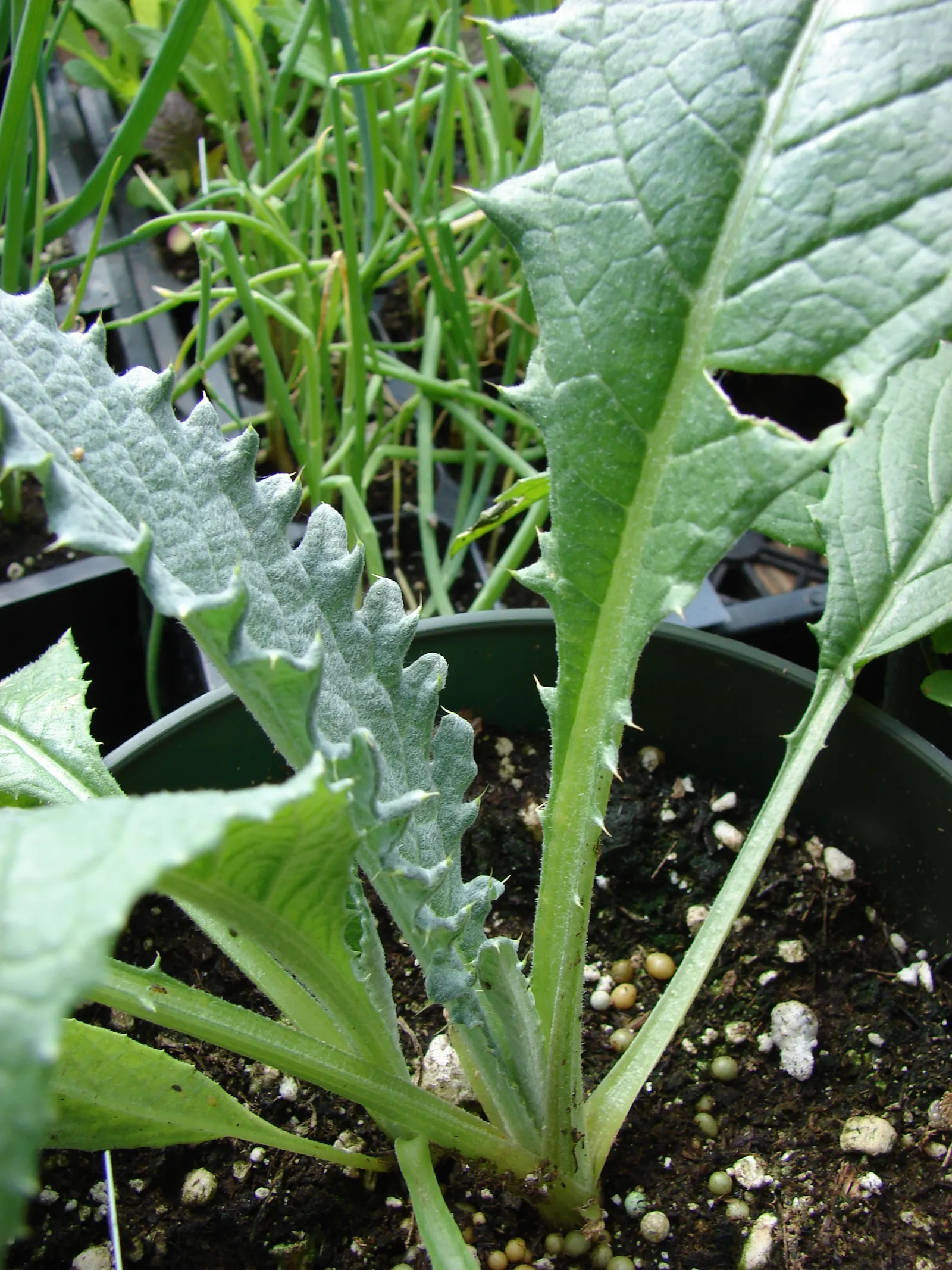 Cardoon (Cynara cardunculus) — Preferring full sun and well-drained soil, it's drought-tolerant once established; purple-flowered thistle heads, image 70