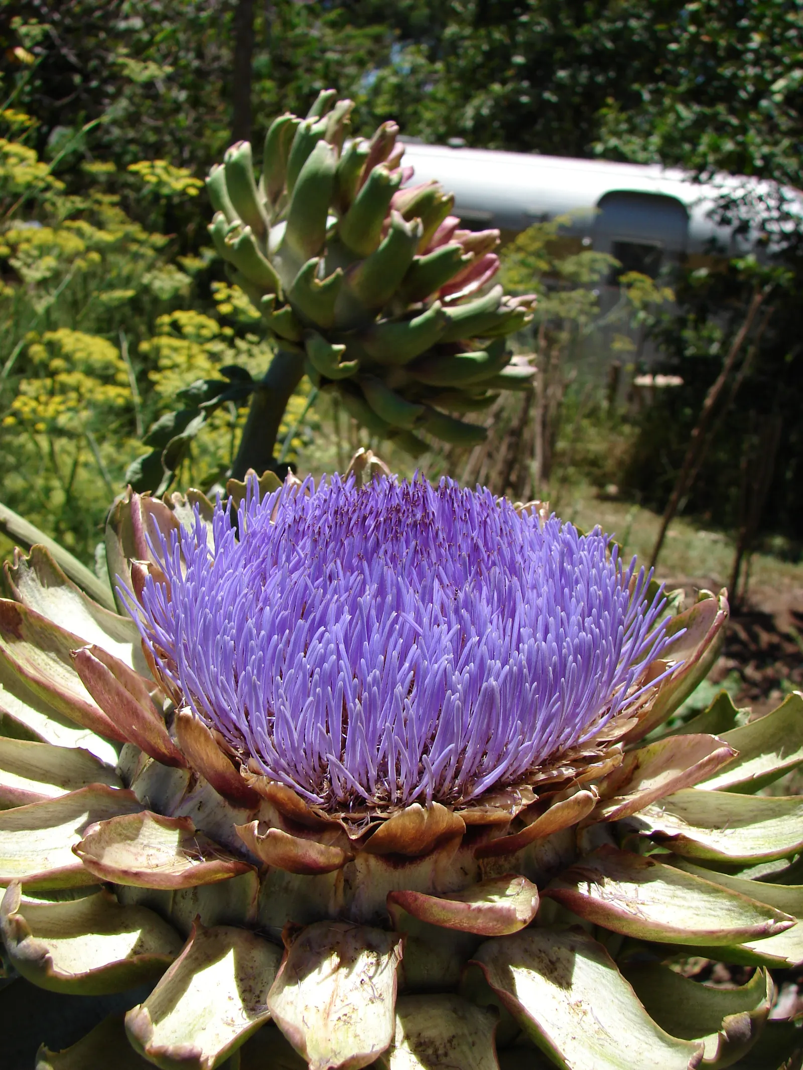 Cardoon (Cynara cardunculus) — perennial / vegetable for full; regular maintenance includes cutting back spent flower heads to encourage a tidy, image 88