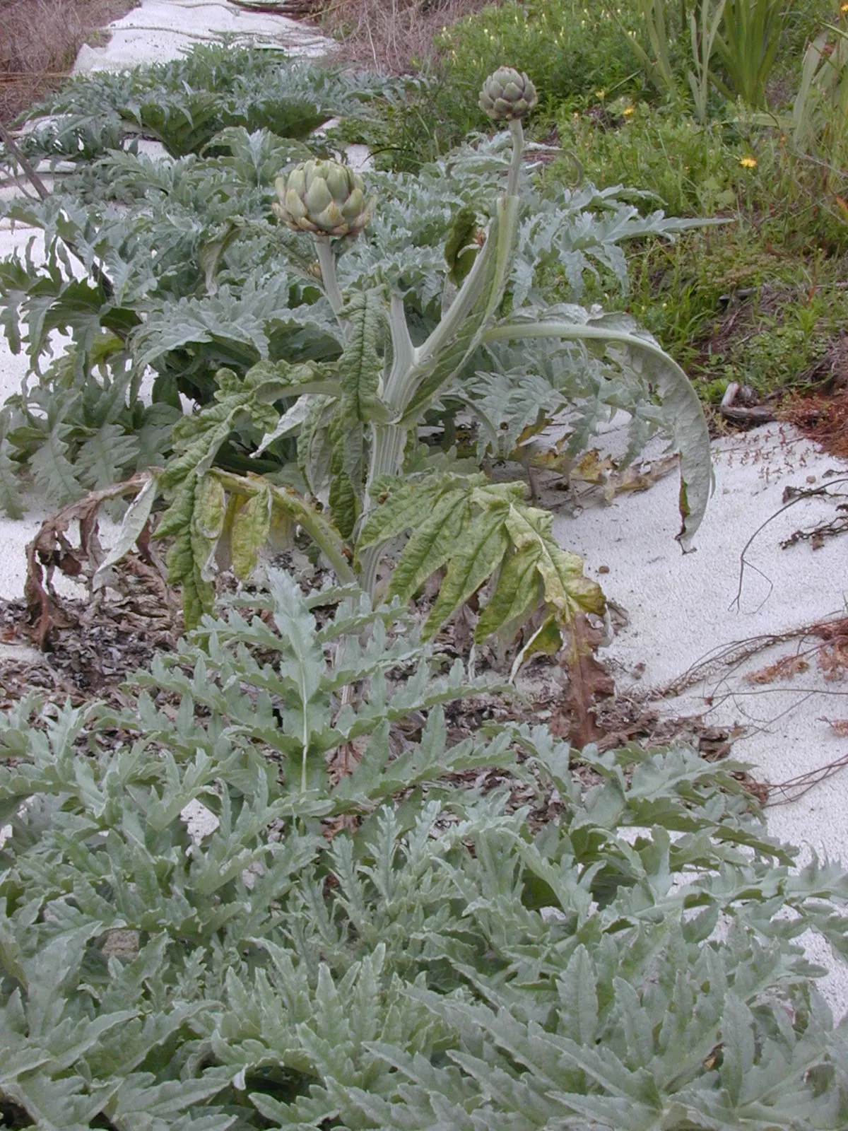 Cardoon (Cynara cardunculus) — deeply lobed leaves and bold; this architectural specimen reaches a stately height of 3 to 6 feet and spans 2 to 4, image 90