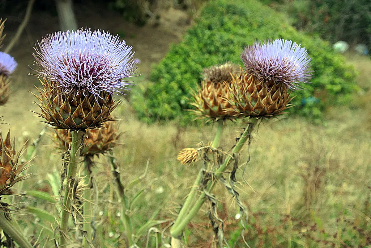 Cardoon (Cynara cardunculus) — the Cardoon stands out with its striking