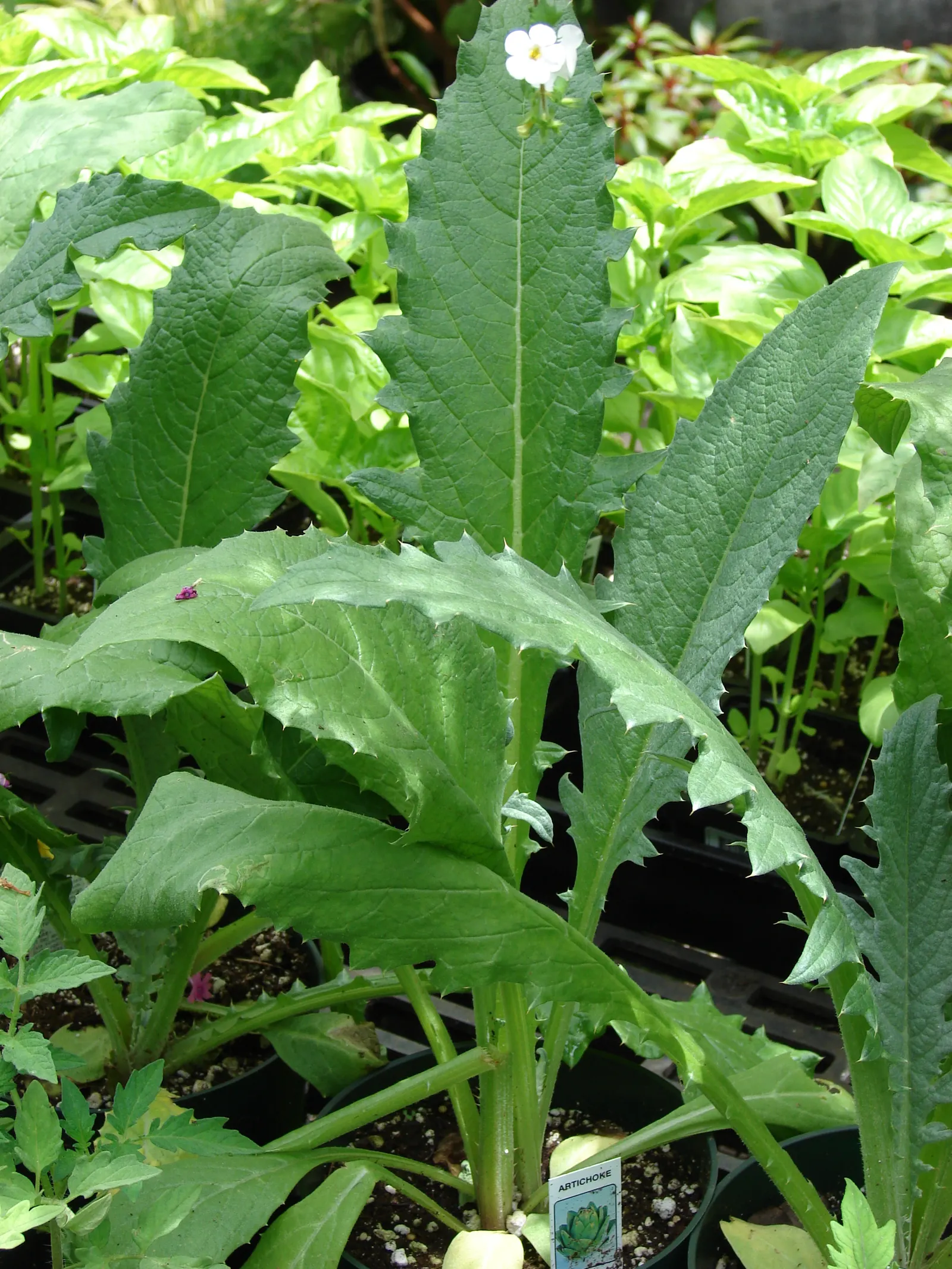 Cardoon (Cynara cardunculus) — Regular maintenance includes cutting back spent flower heads to encourage a tidy appearance
