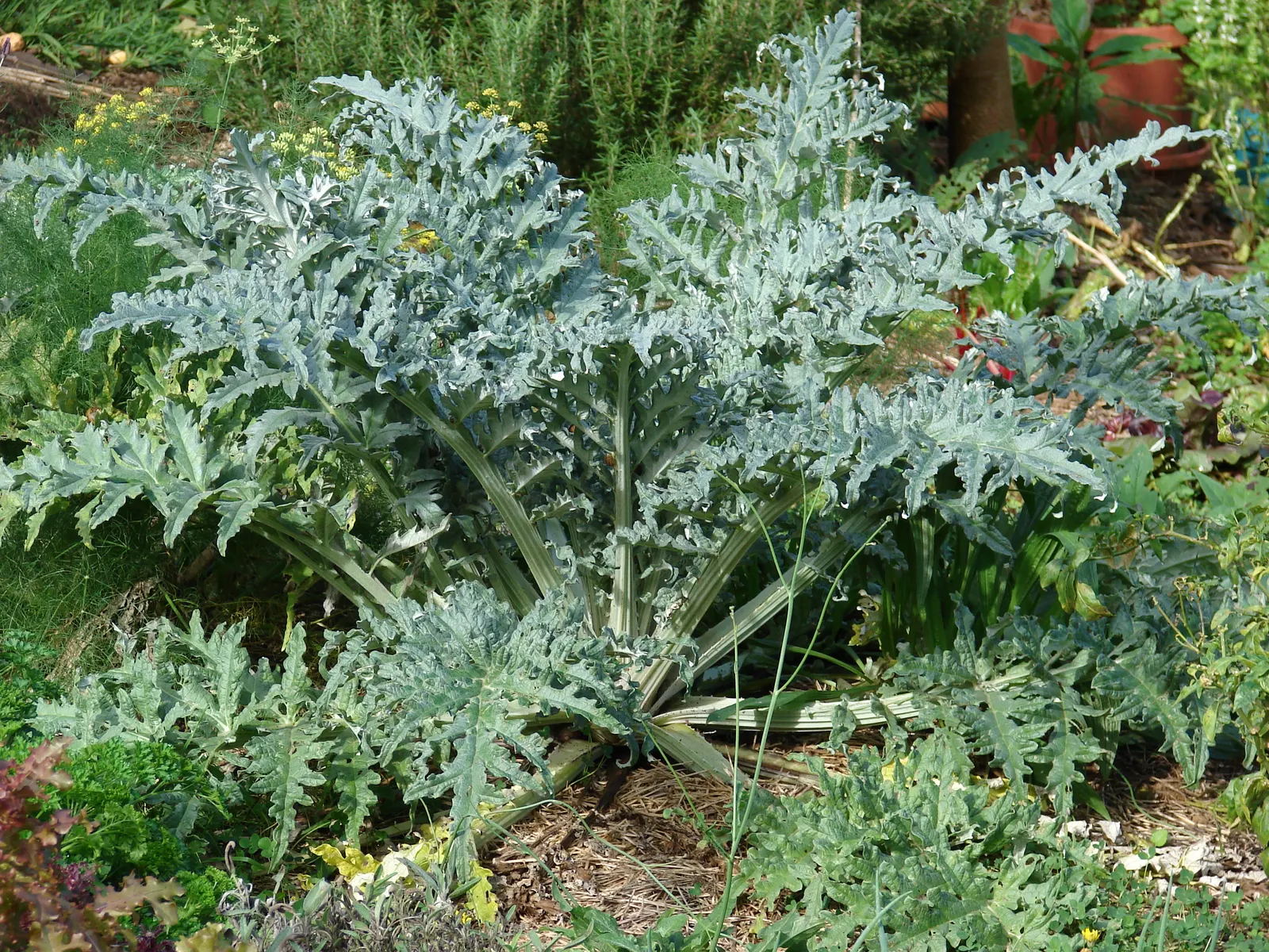 Cardoon (Cynara cardunculus) — Preferring full sun and well-drained soil, it's drought-tolerant once established