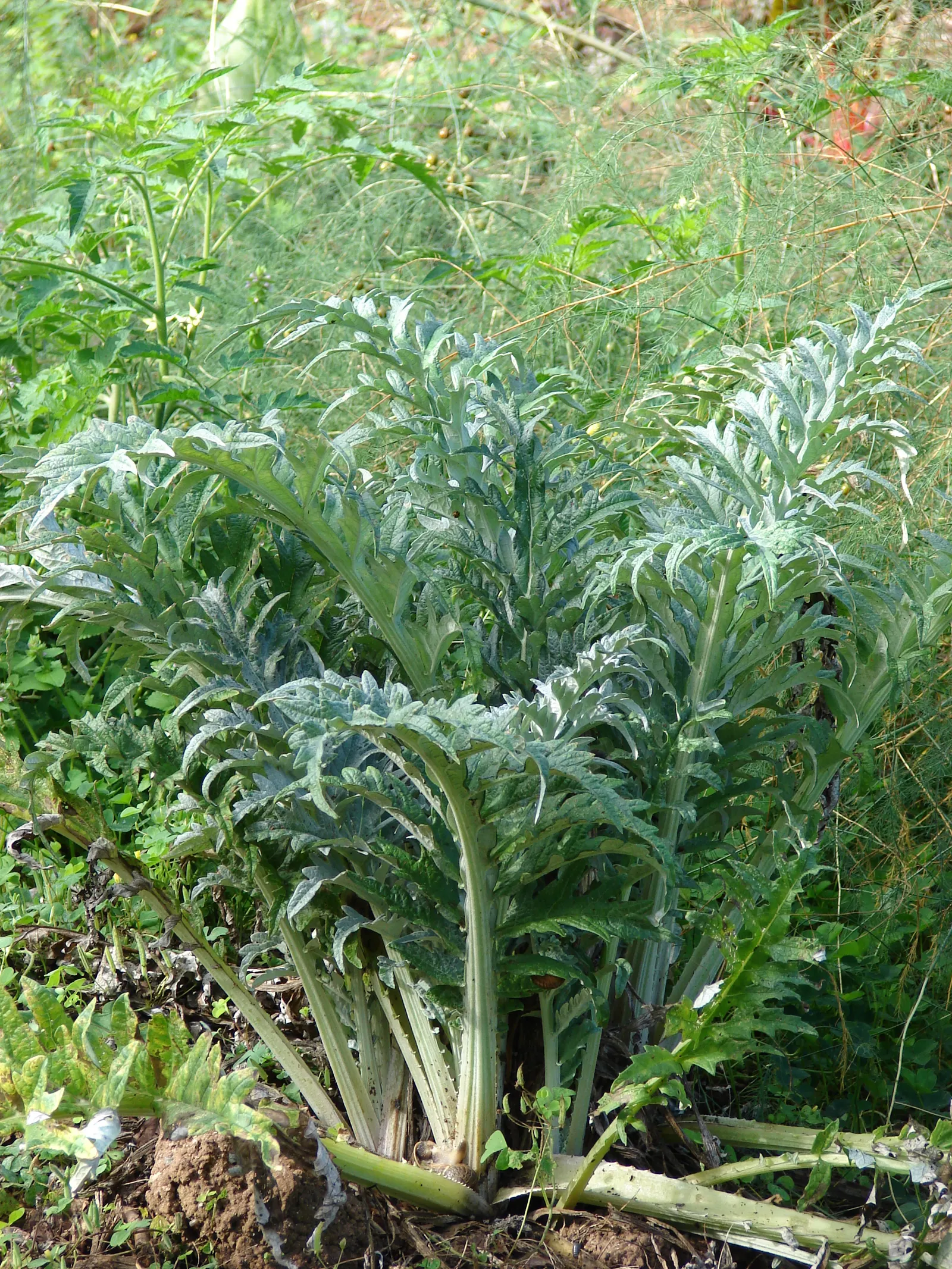 Cardoon (Cynara cardunculus) — extending an impressive 20 to 24 inches in length