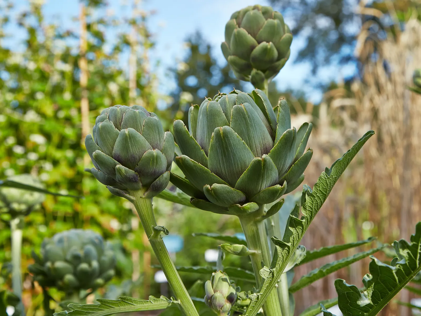 Cardoon (Cynara cardunculus) — reaching 3-6 feet high and 2-4 feet wide; preferring full sun and well-drained soil, it's drought-tolerant once established