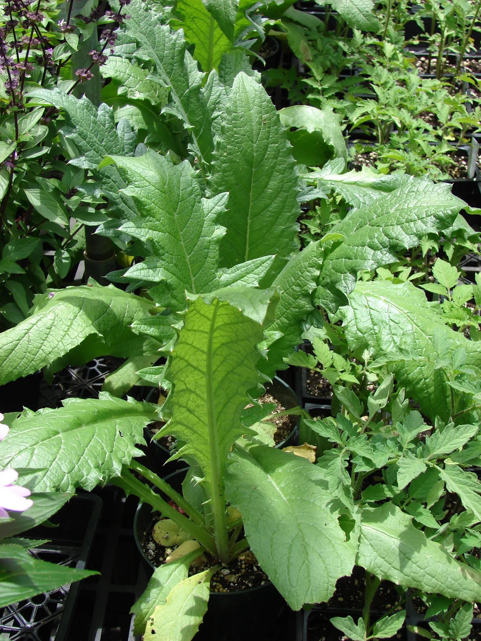 Cardoon (Cynara cardunculus) — the Cardoon produces captivating; admirers should be cautious as the stems are armed with small spines