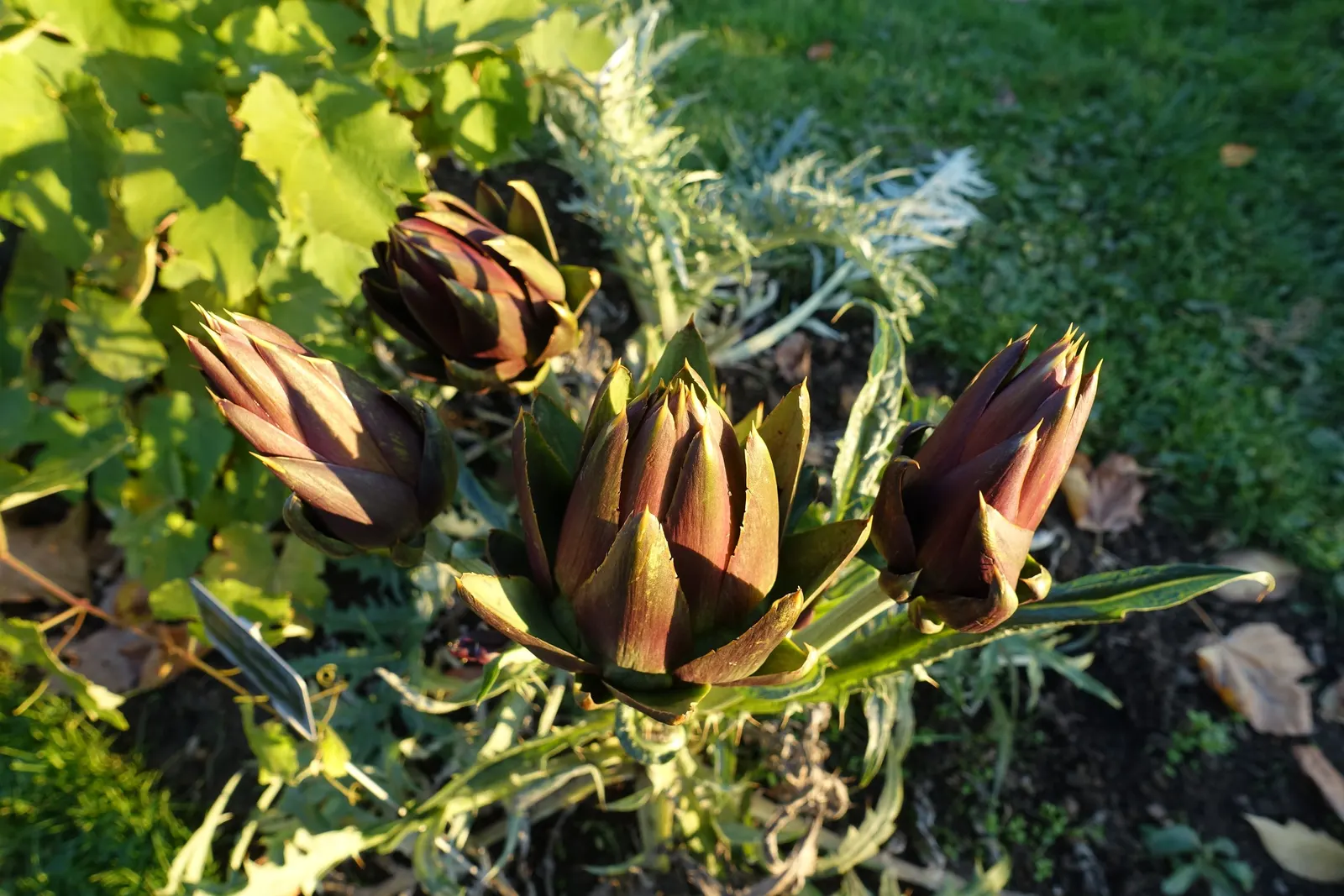 Cardoon (Cynara cardunculus) — Use as a focal point or architectural backdrop in Mediterranean or water-wise gardens; extending an impressive 20 to, image 49