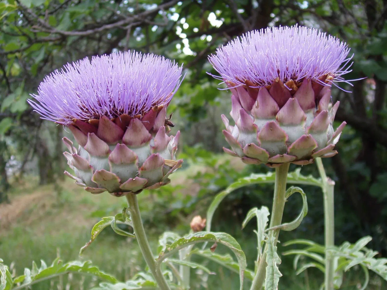Cardoon (Cynara cardunculus) — this plant can tolerate short periods of cold down to 15°F (-9.4°C)