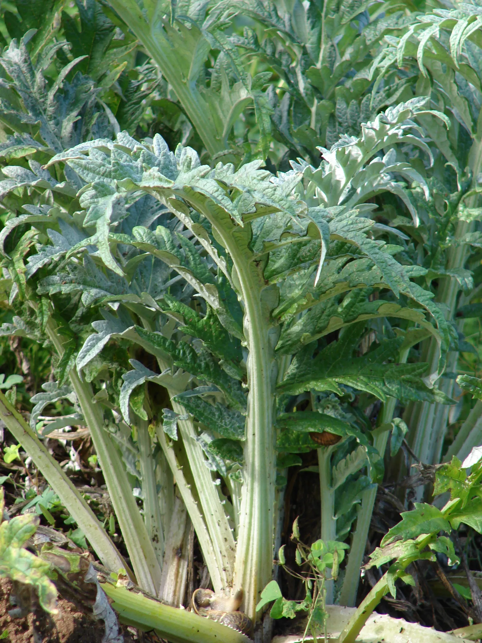 Cardoon (Cynara cardunculus) — Often confused with its cousin; the Cardoon stands out with its striking, image 74