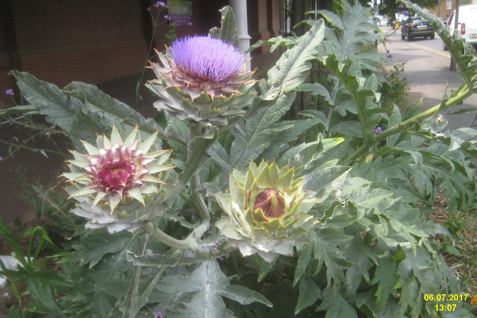 Cardoon (Cynara cardunculus) — reaching 3-6 feet high and 2-4 feet wide; preferring full sun and well-drained soil, it's drought-tolerant once, image 67