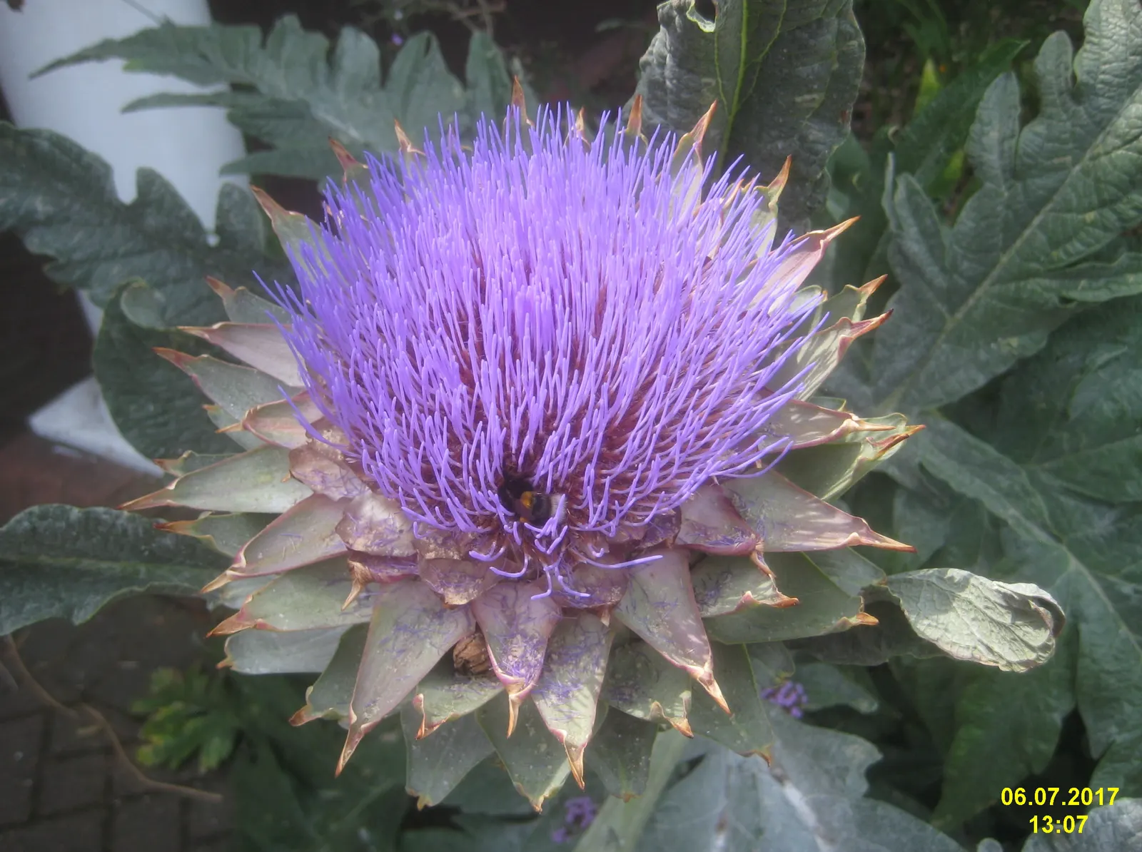 Cardoon (Cynara cardunculus) — Hardy in USDA zones 7 to 9; scientifically referred to as Cynara cardunculus, image 61