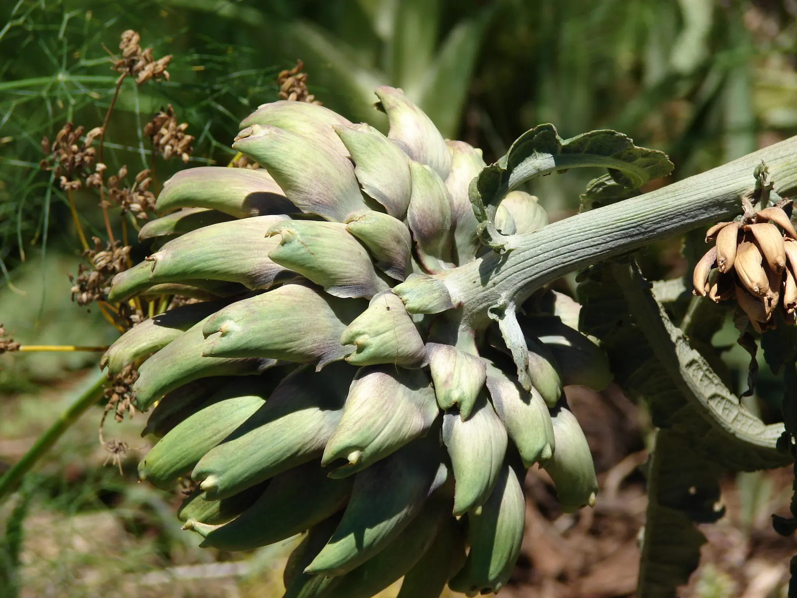 Cardoon (Cynara cardunculus) — extending an impressive 20 to 24 inches in length; reaching 3-6 feet high and 2-4 feet wide, image 54