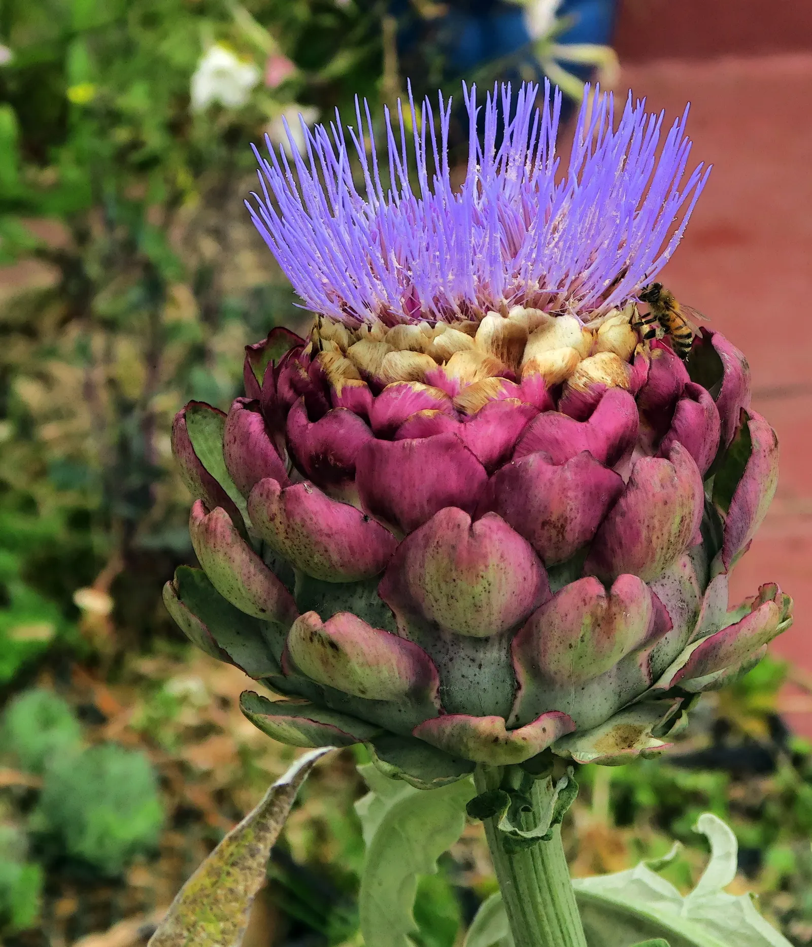 Cardoon (Cynara cardunculus) — scientifically referred to as Cynara cardunculus; hardy in USDA zones 7 to 9