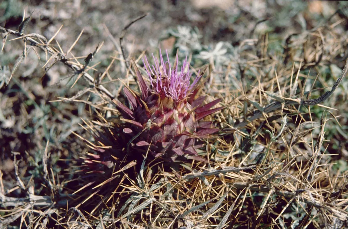 Cardoon (Cynara cardunculus) — purple-flowered thistle heads create a dramatic spectacle in late summer to fall; this plant can tolerate short, image 91