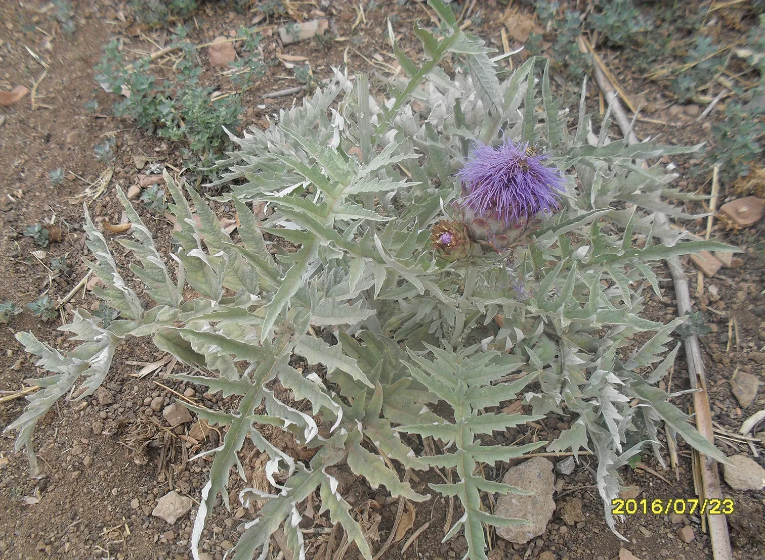Cardoon (Cynara cardunculus) — Hardy in USDA zones 7 to 9; scientifically referred to as Cynara cardunculus, image 83