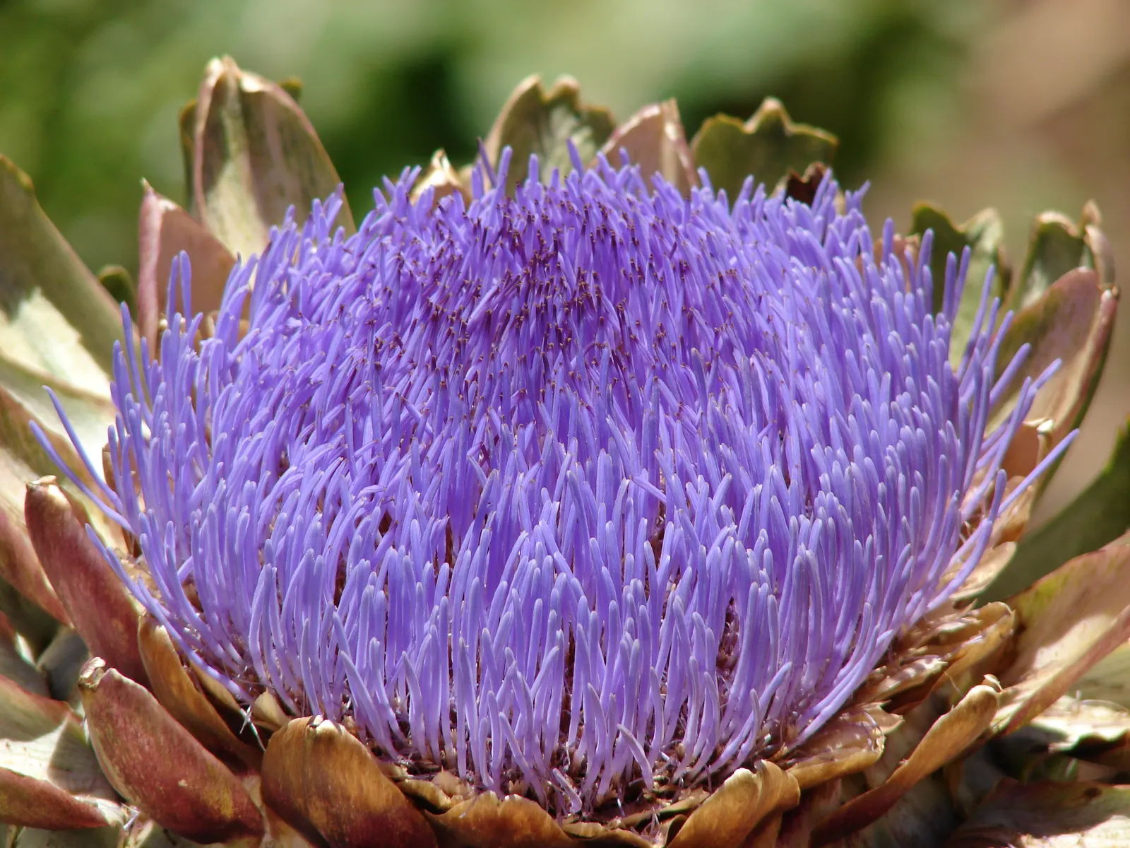 Cardoon (Cynara cardunculus) — is an imposing perennial plant hailed for its culinary and ornamental value; deeply lobed leaves and bold, image 73