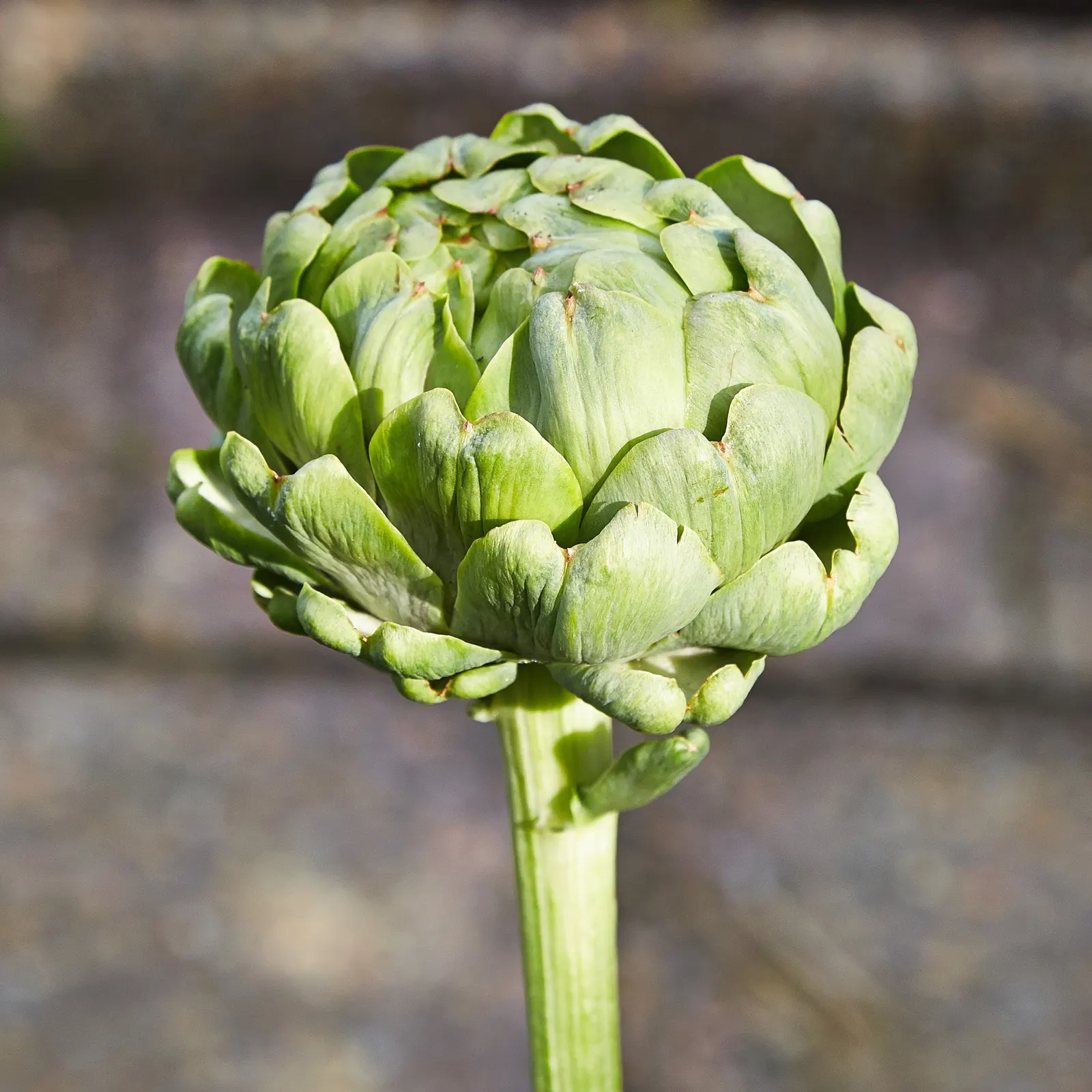 Cardoon (Cynara cardunculus) — Admirers should be cautious as the stems are armed with small spines