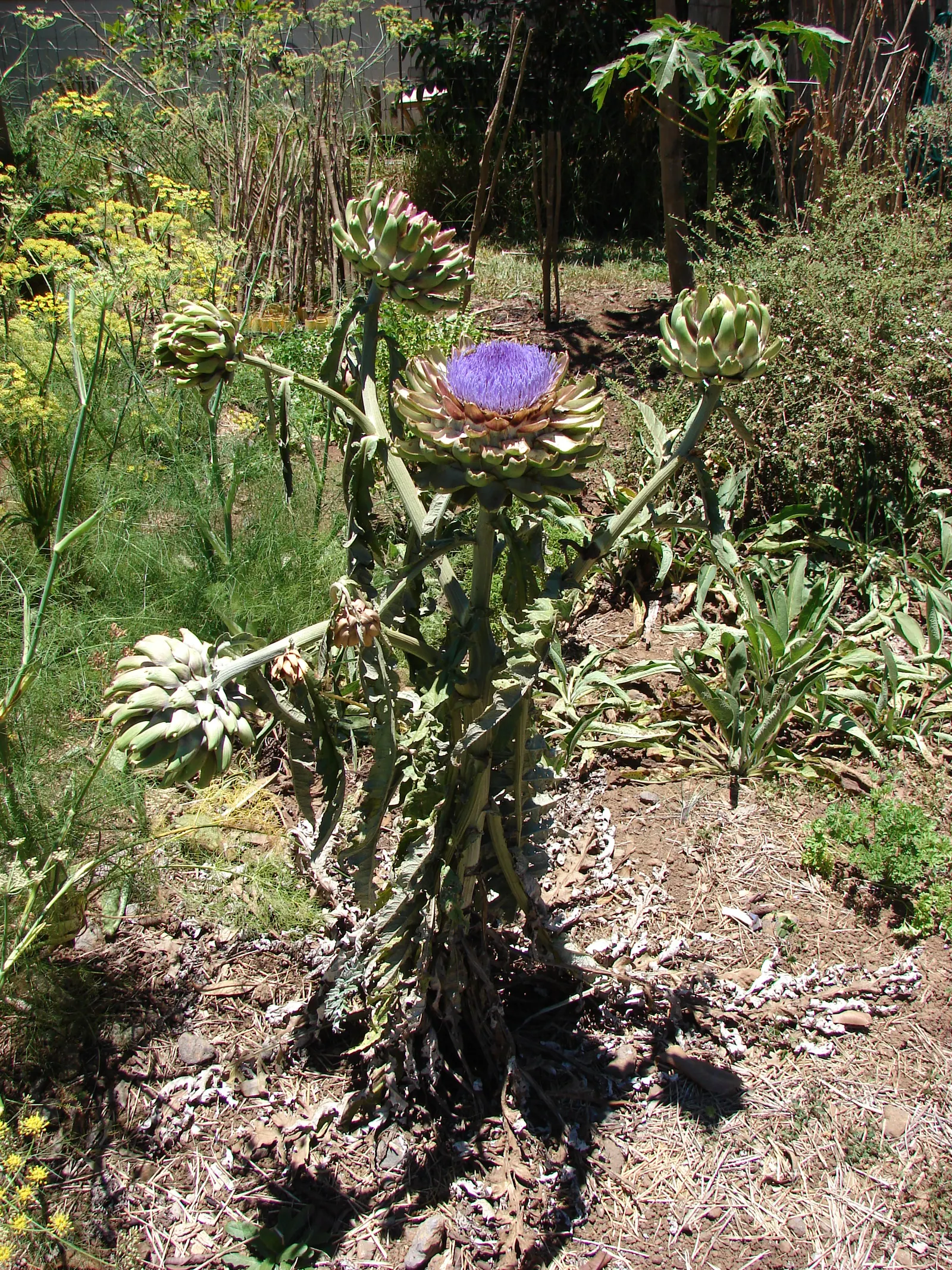 Cardoon (Cynara cardunculus) — perennial / vegetable for full; regular maintenance includes cutting back spent flower heads to encourage a tidy, image 66