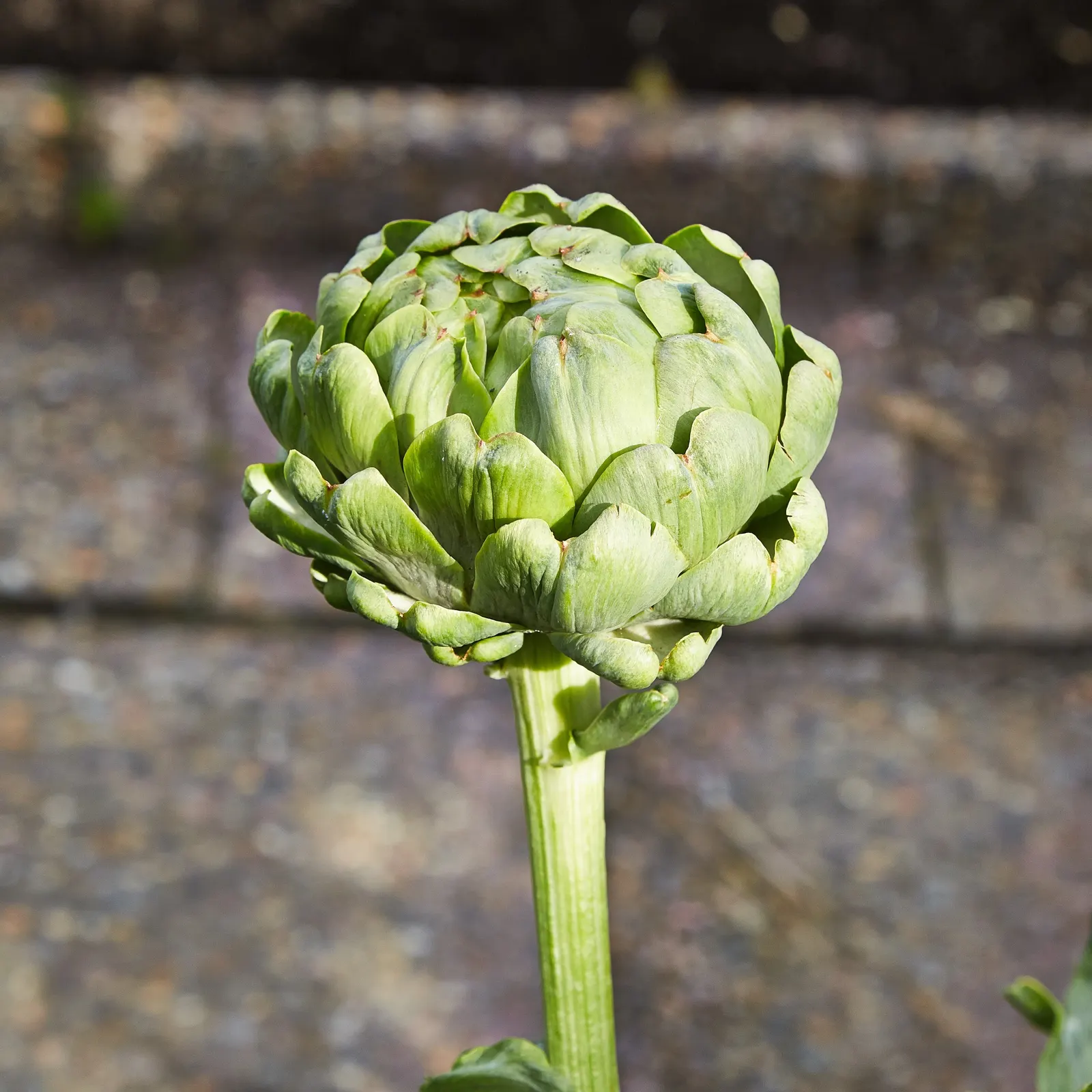 Cardoon (Cynara cardunculus) — offering an eye-catching display; is an imposing perennial plant hailed for its culinary and ornamental value, image 80