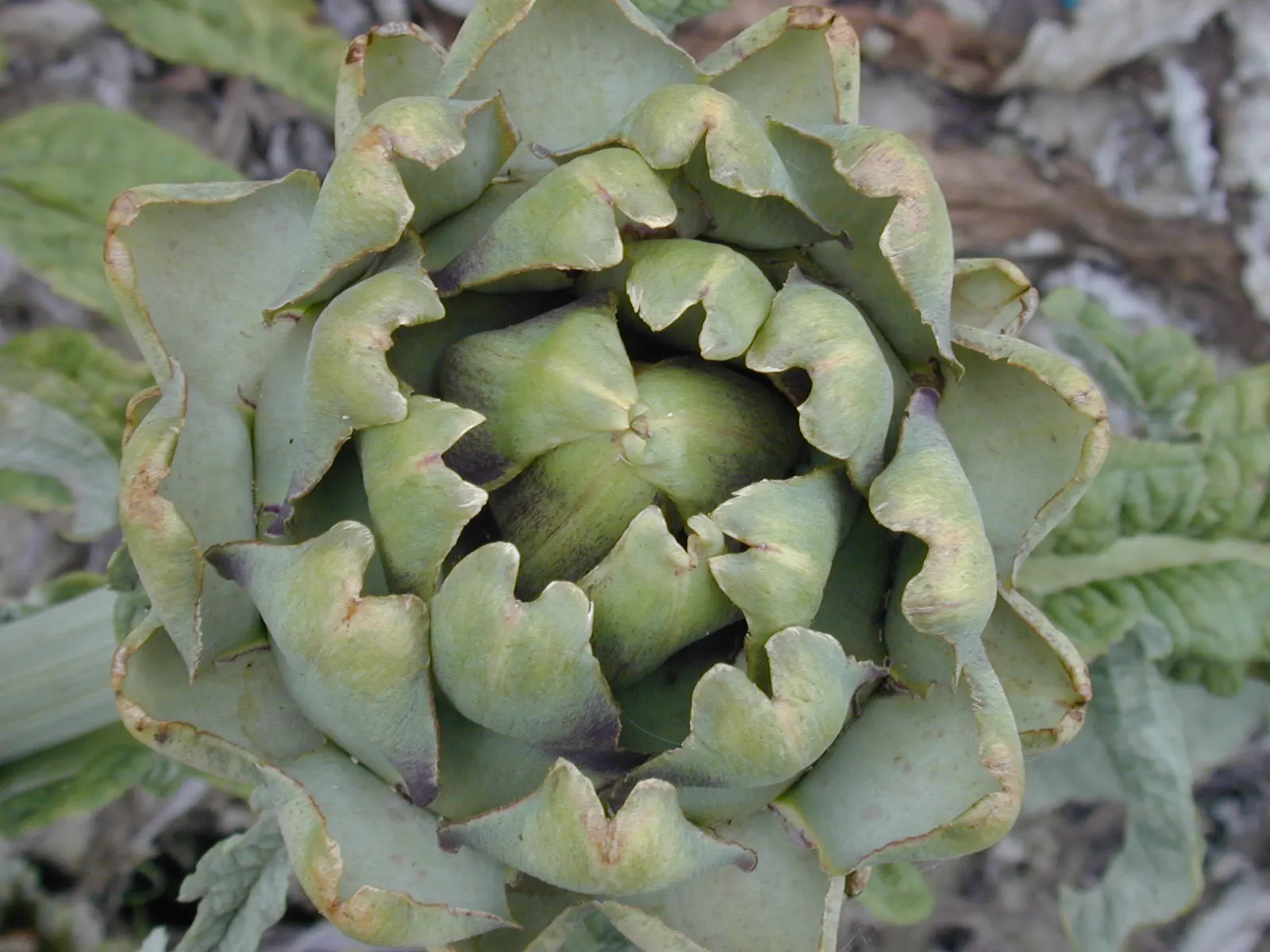 Cardoon (Cynara cardunculus) — is an imposing perennial plant hailed for its culinary and ornamental value