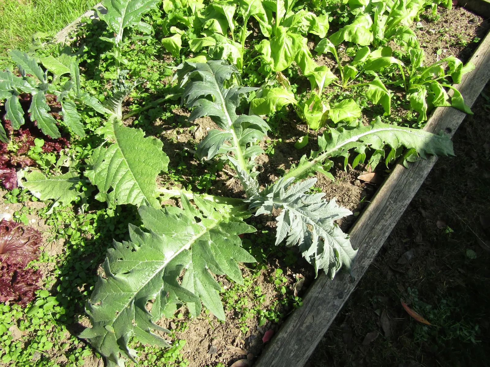 Cardoon (Cynara cardunculus) — the Cardoon stands out with its striking; for optimal growth, the Cardoon prefers full sun exposure and thrives in, image 53